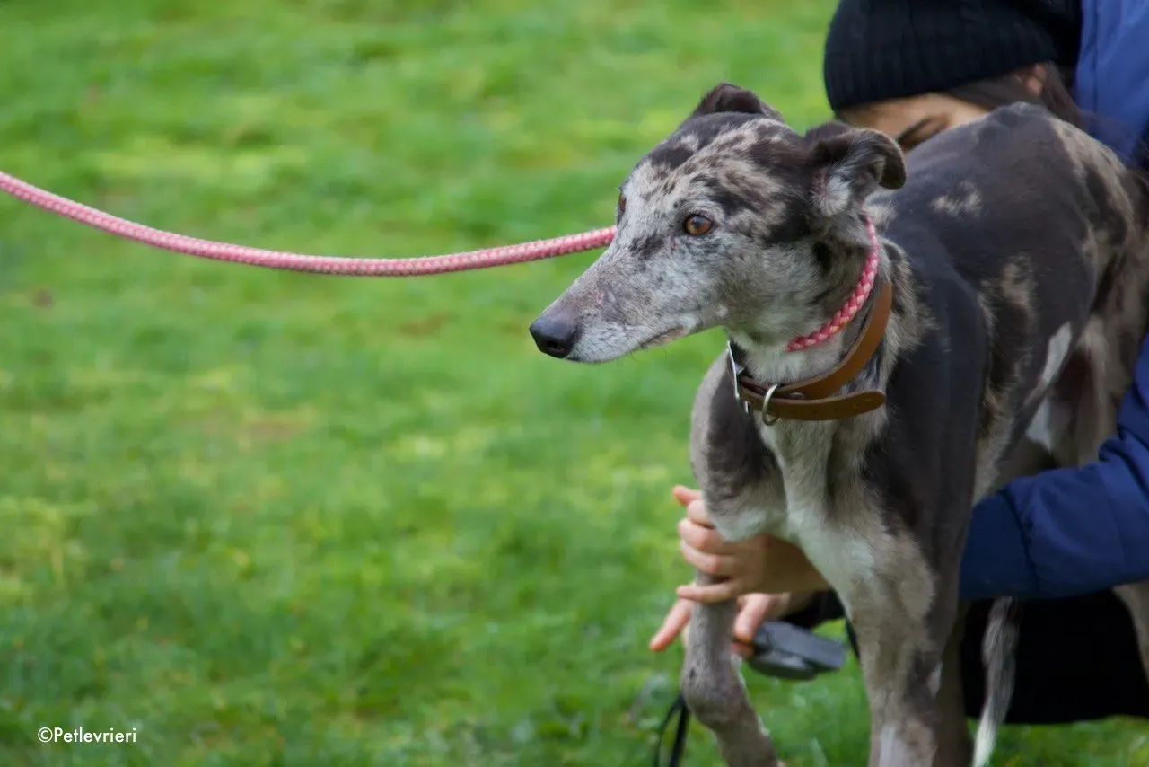 marley adozione levrieri greyhound 9