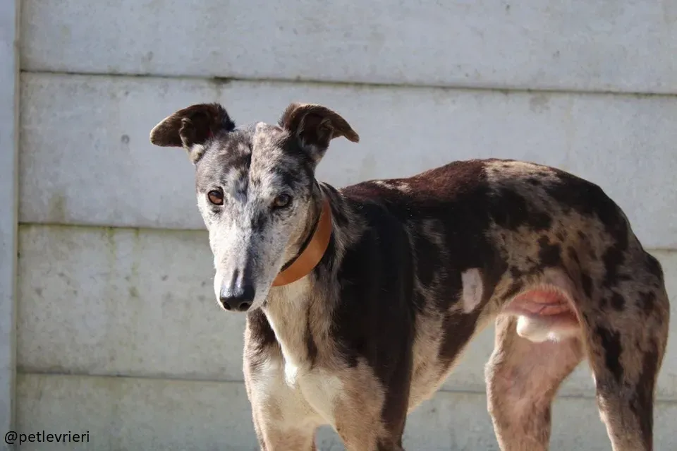 marley adozioni greyhoun1