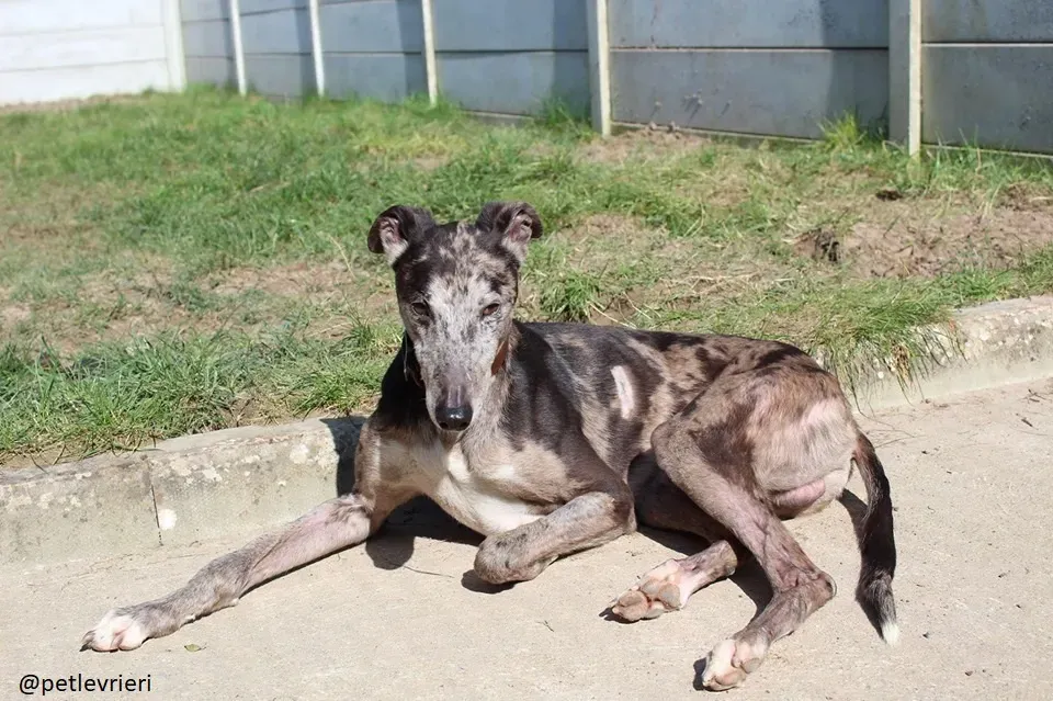 marley adozioni greyhound