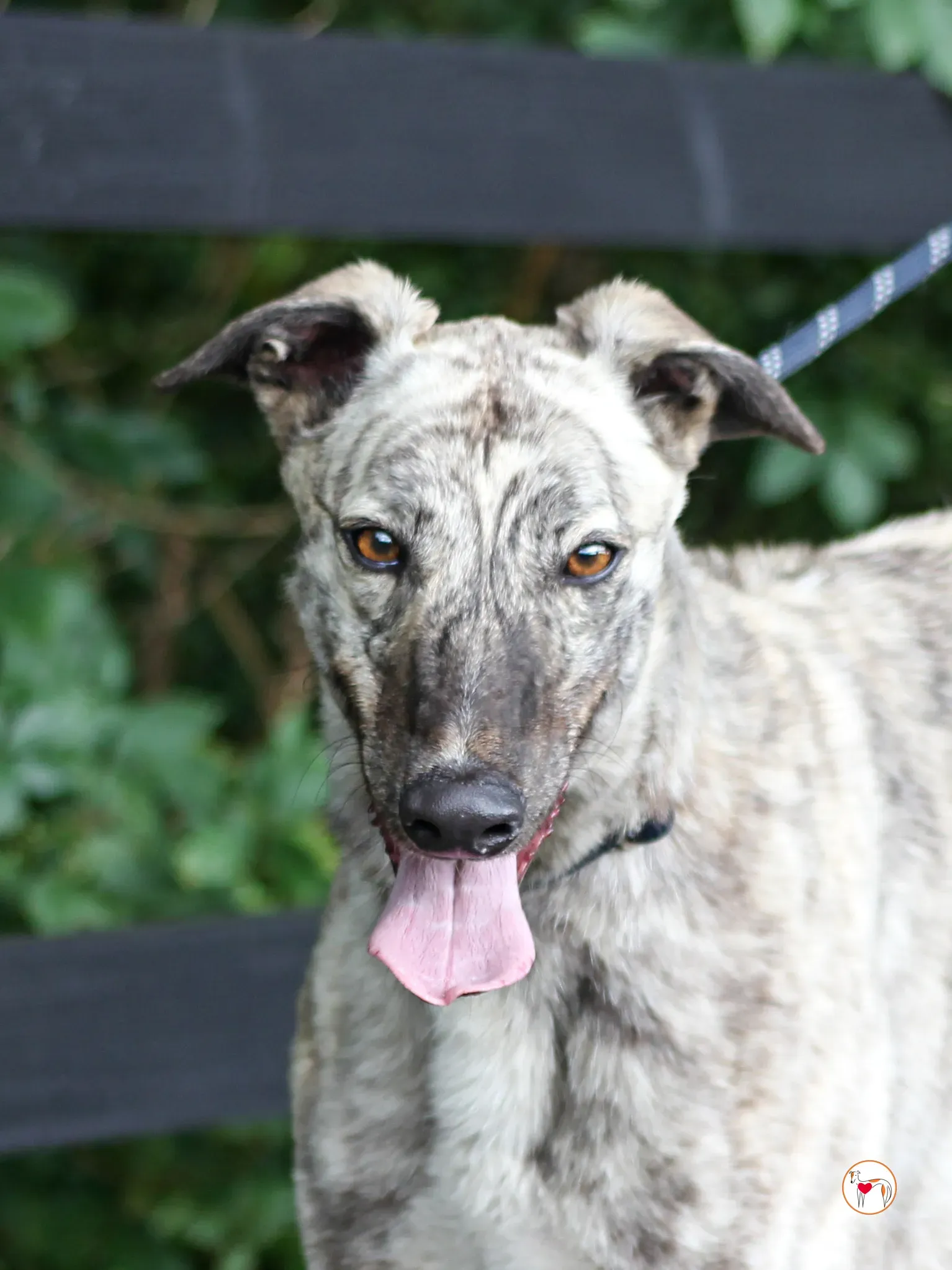 marlon grey adozione 15