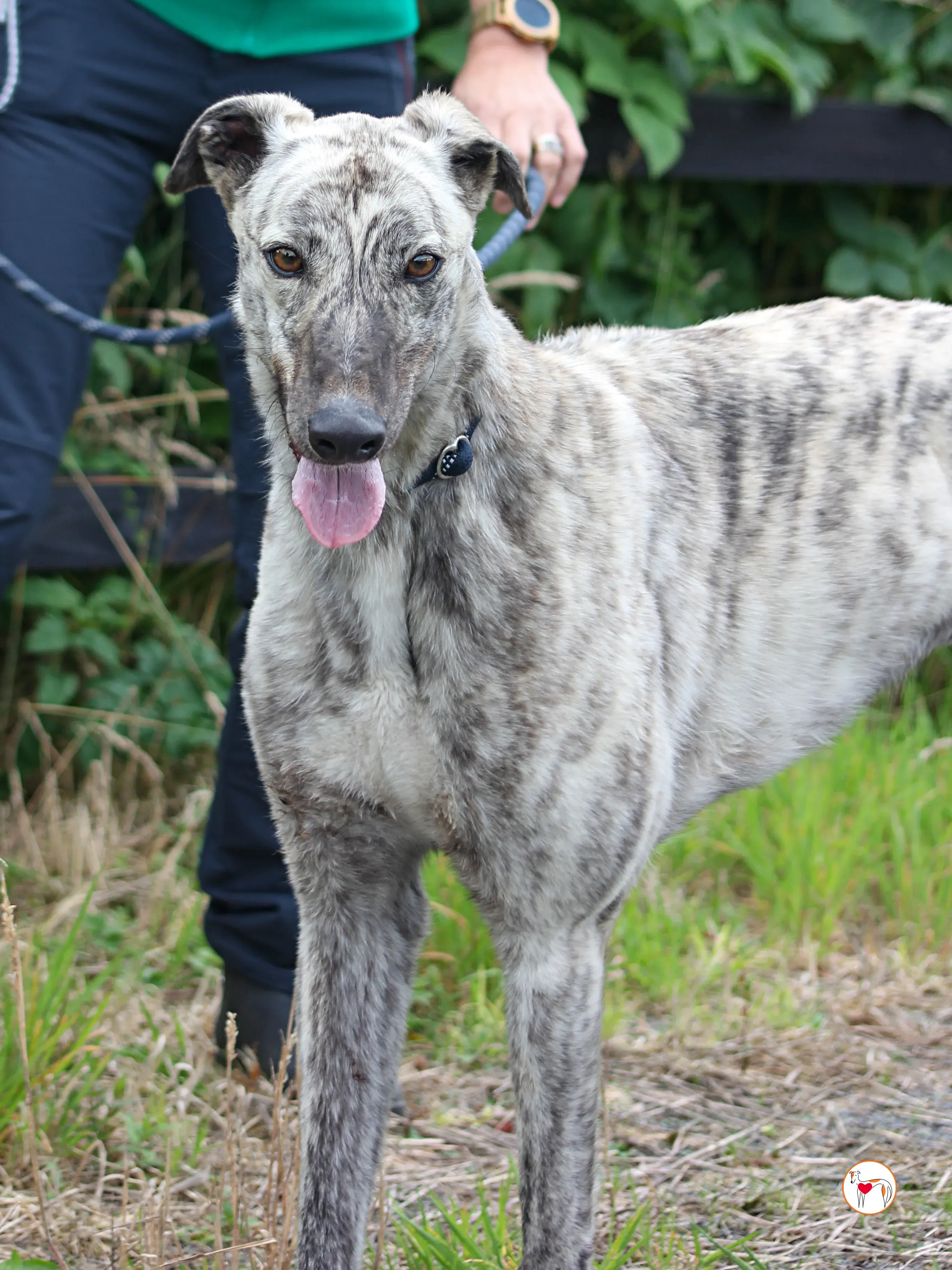 marlon grey adozione 01