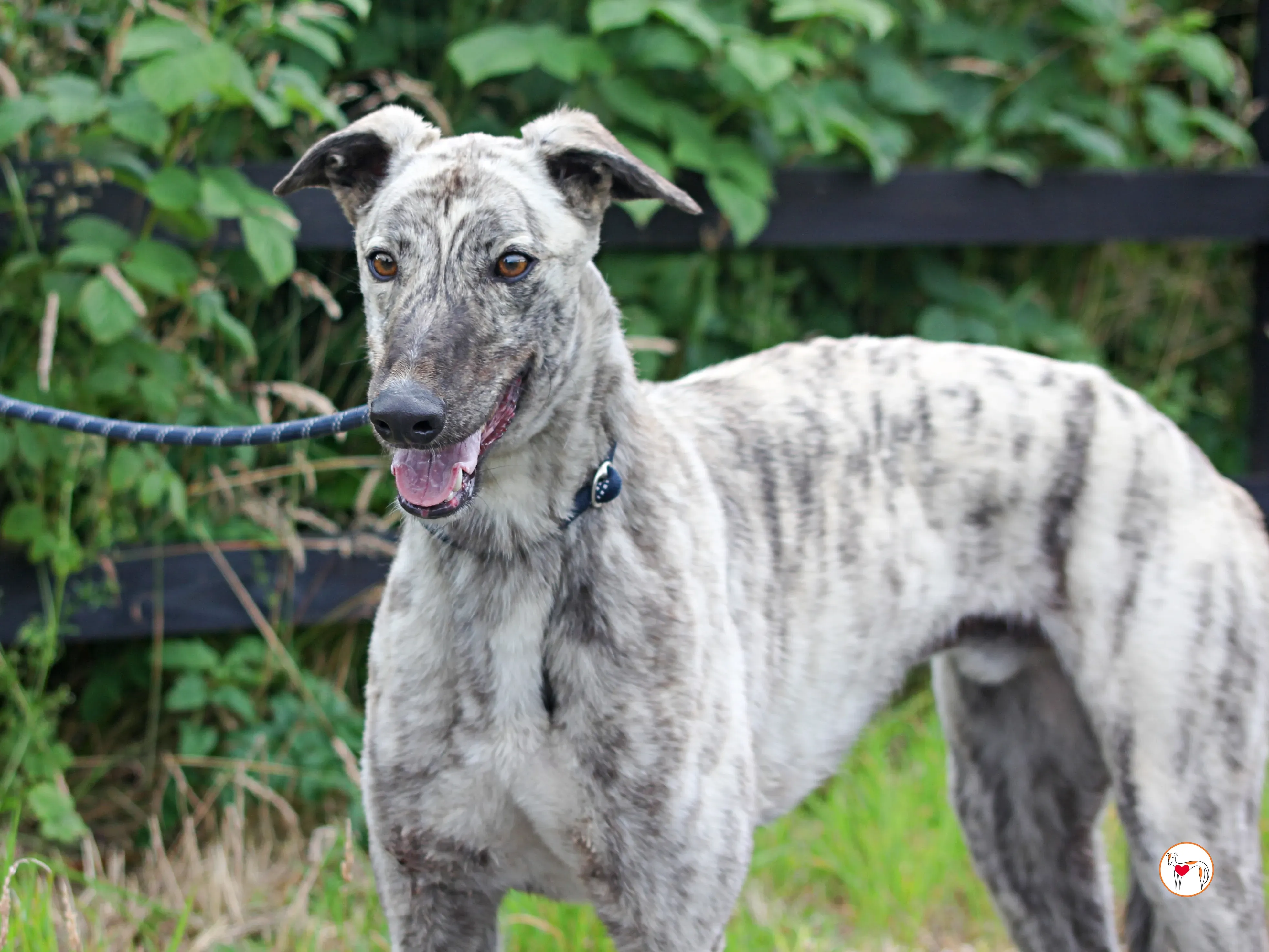 marlon grey adozione 02