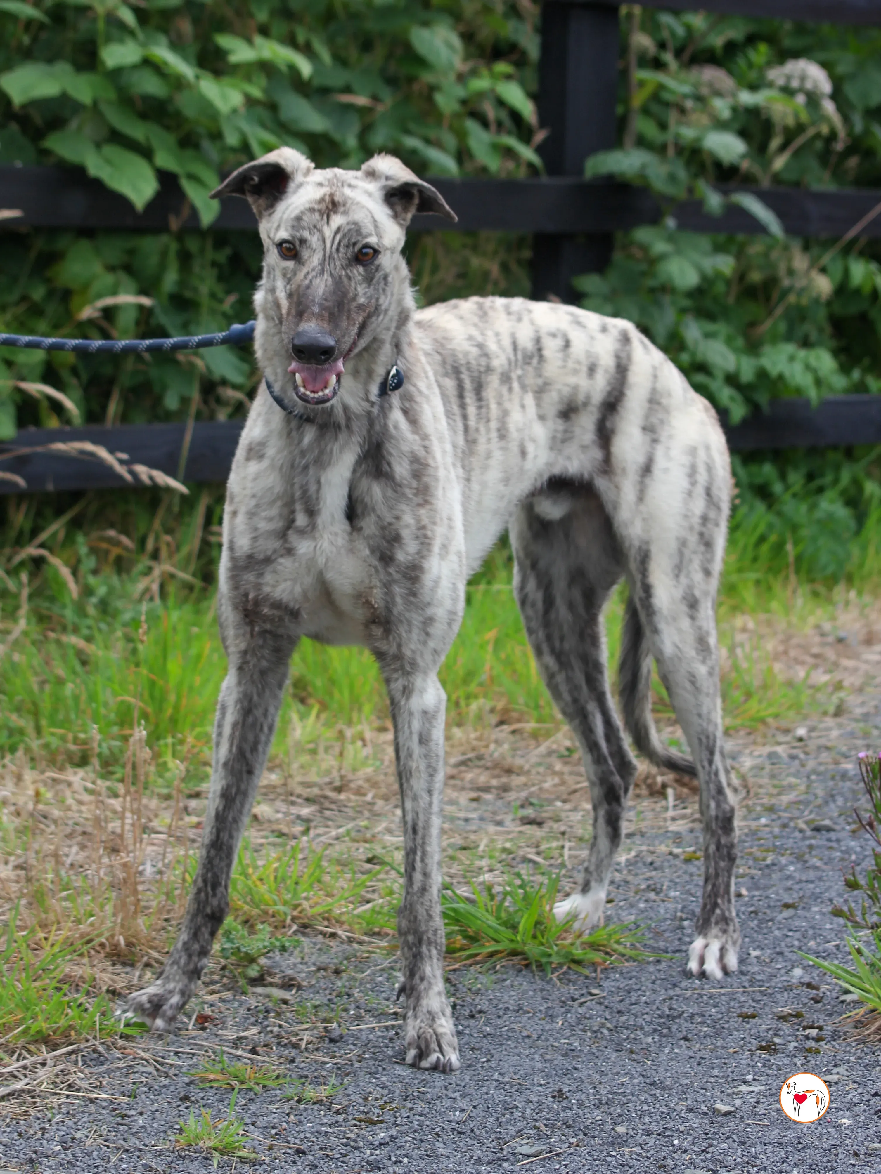 marlon grey adozione 03