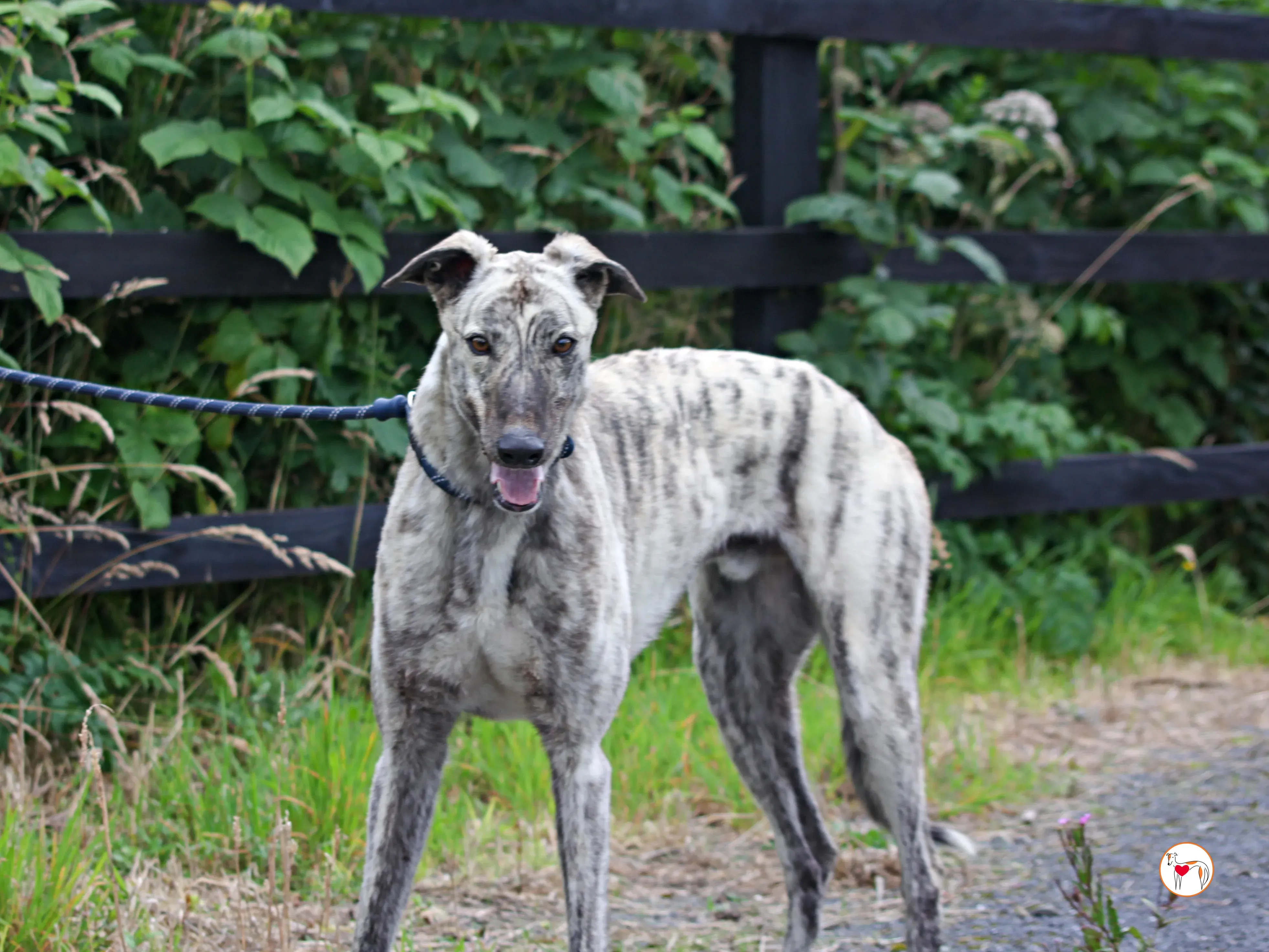 marlon grey adozione 04