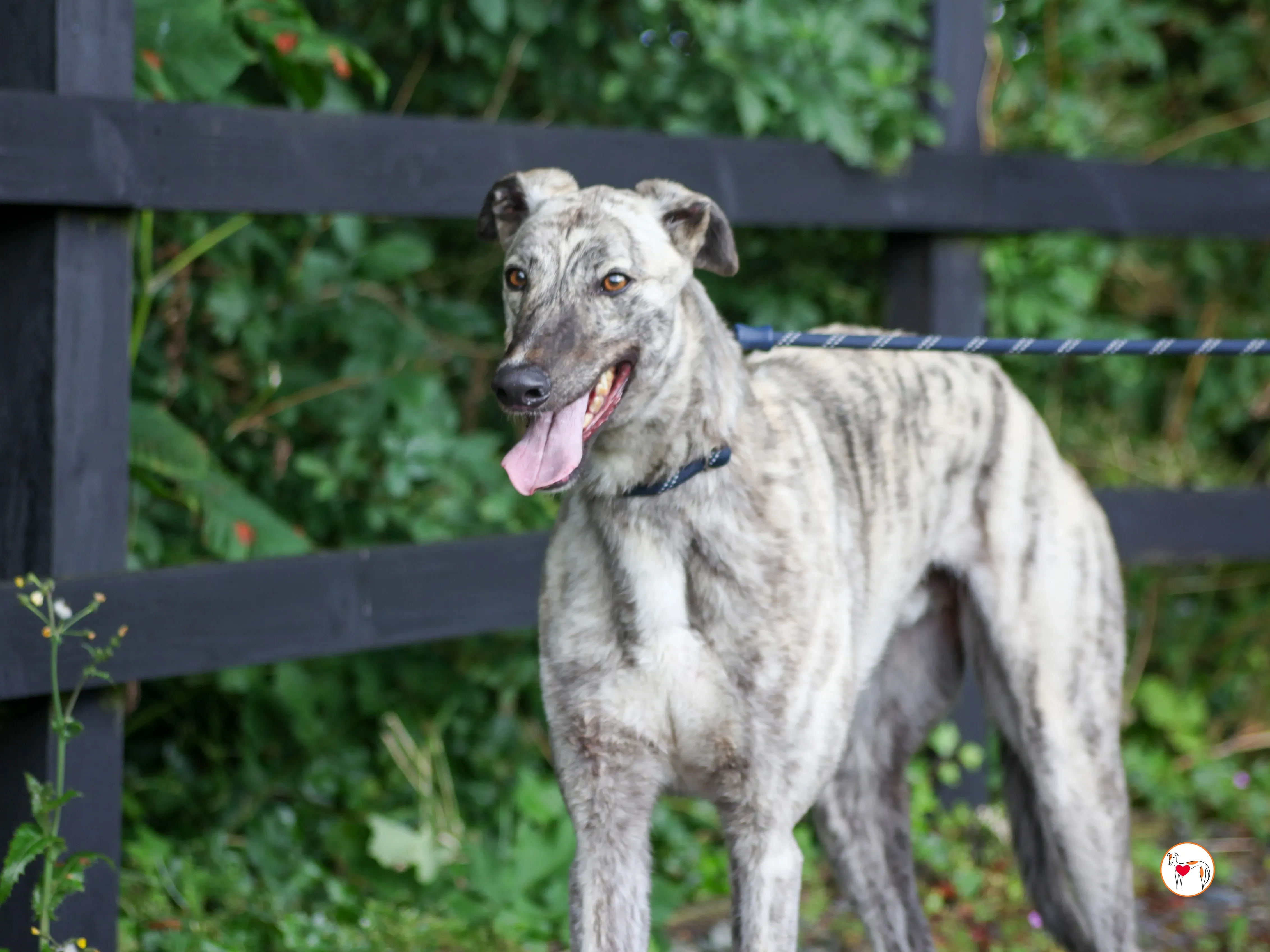 marlon grey adozione 05