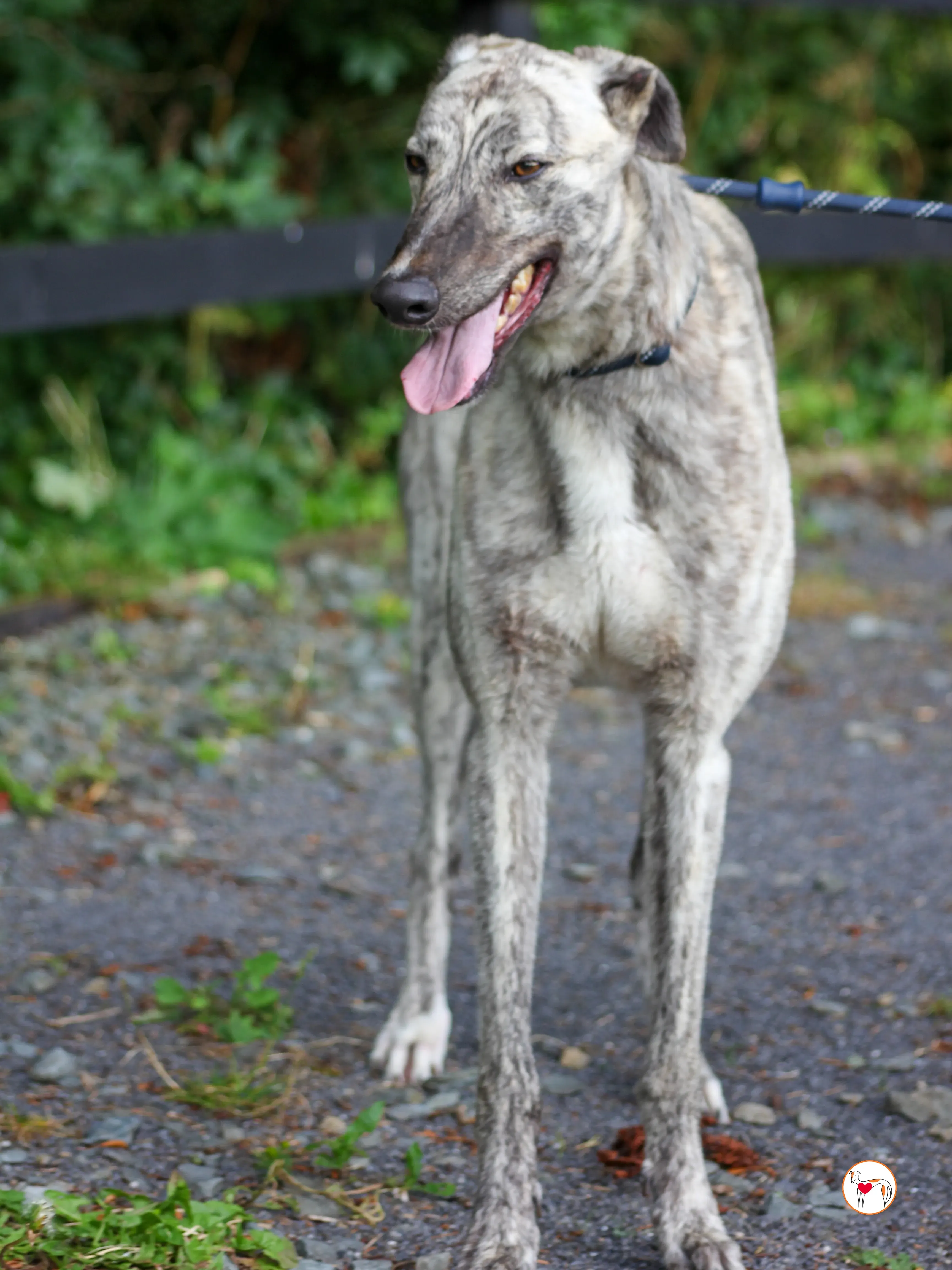 marlon grey adozione 06