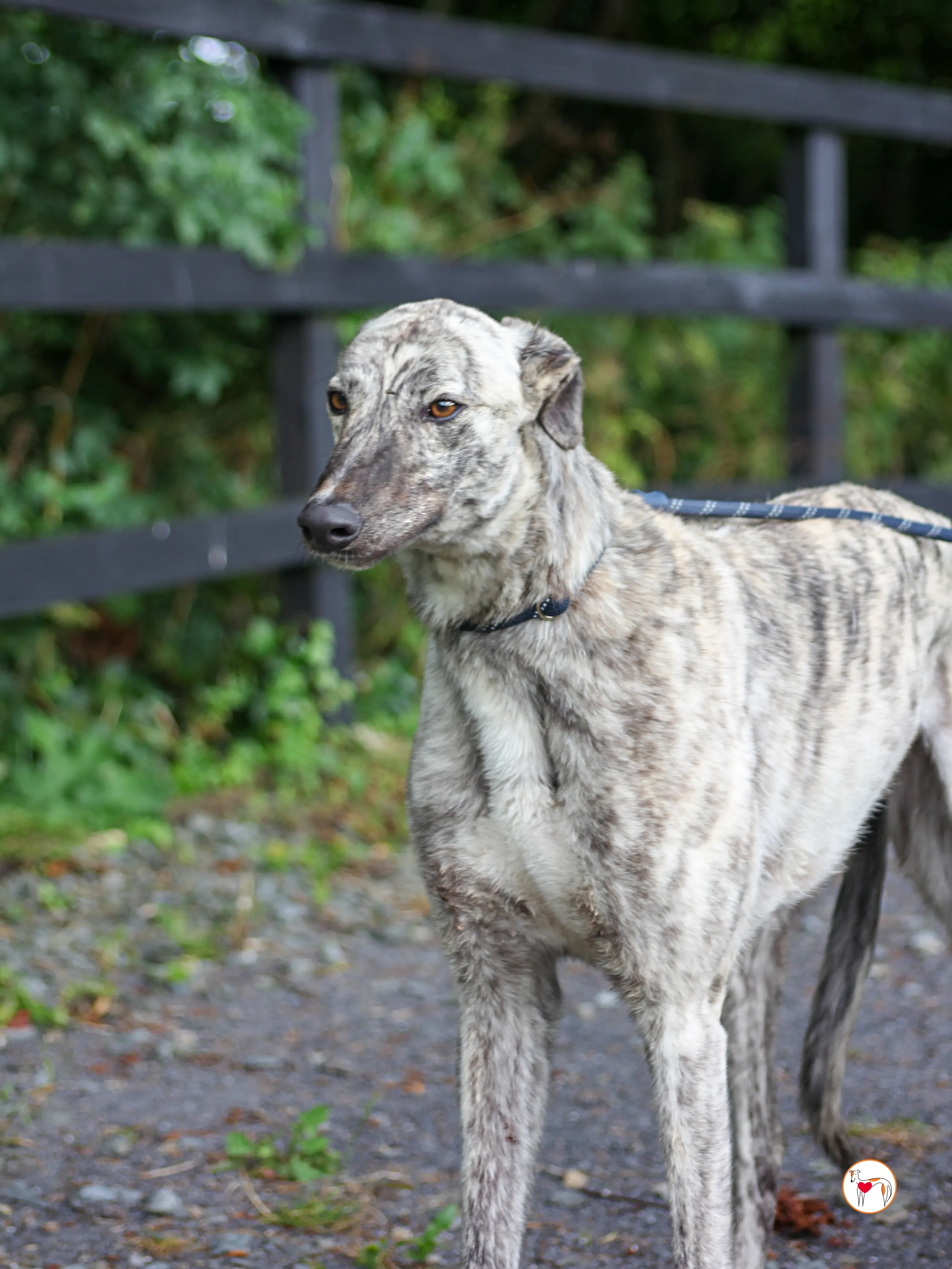 marlon grey adozione 07