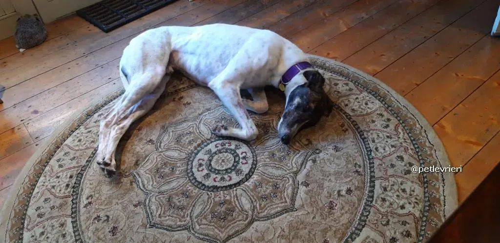 marry adozione greyhound pet levrieri 01