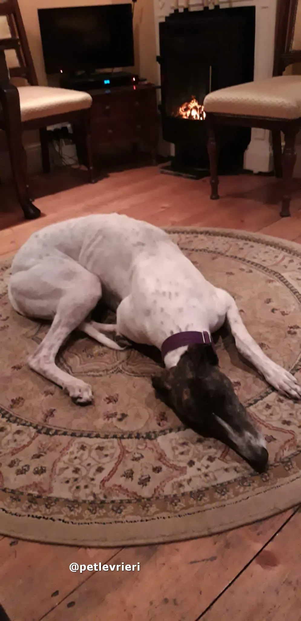 marry adozione greyhound pet levrieri 02