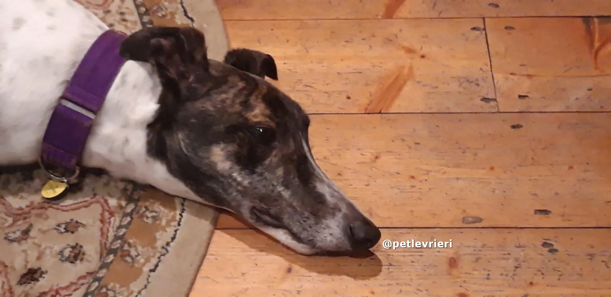 marry adozione greyhound pet levrieri 03