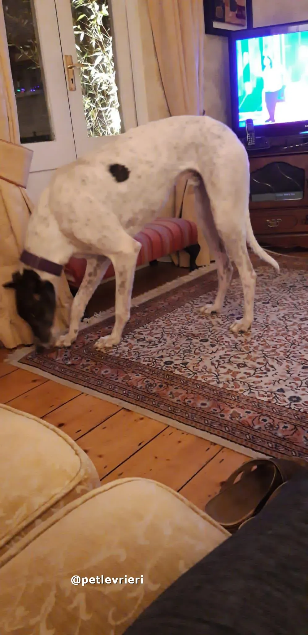 marry adozione greyhound pet levrieri 04