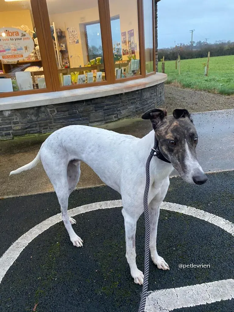 marry adozione greyhound pet levrieri 05