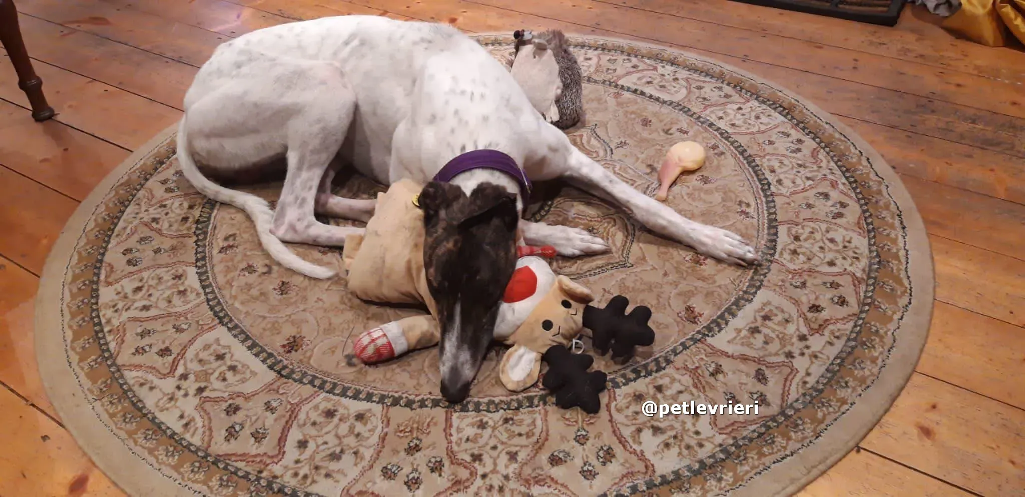 marry adozione greyhound pet levrieri 06 1