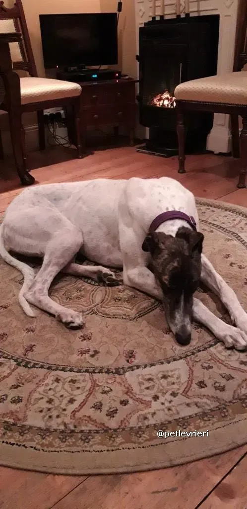 marry adozione greyhound pet levrieri 07