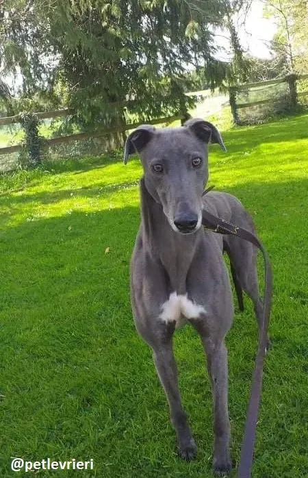 marshal adozione greyhound 1