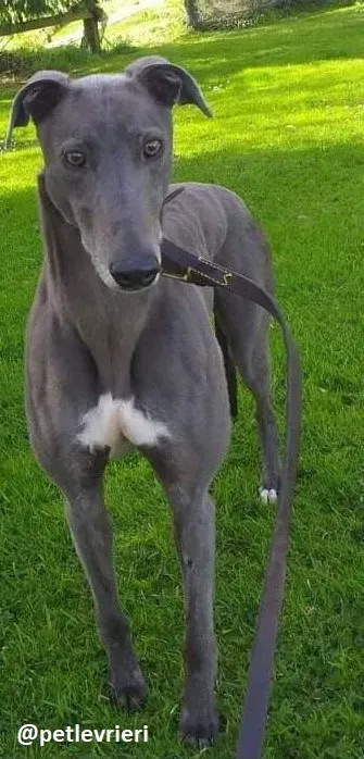 marshal adozione greyhound 2