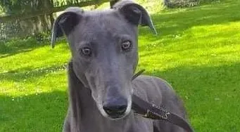 marshal adozione greyhound 3