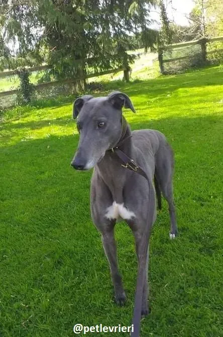 marshal adozione greyhound