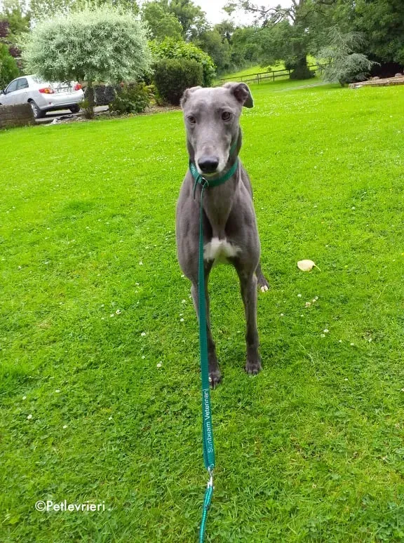 marshal adozione levrieri greyhound 1