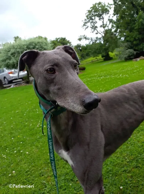 marshal adozione levrieri greyhound 2