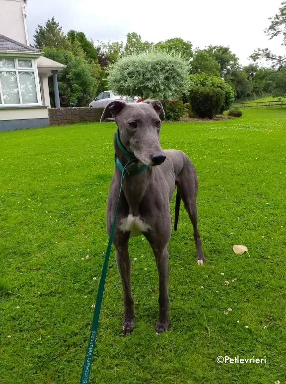 marshal adozione levrieri greyhound 3