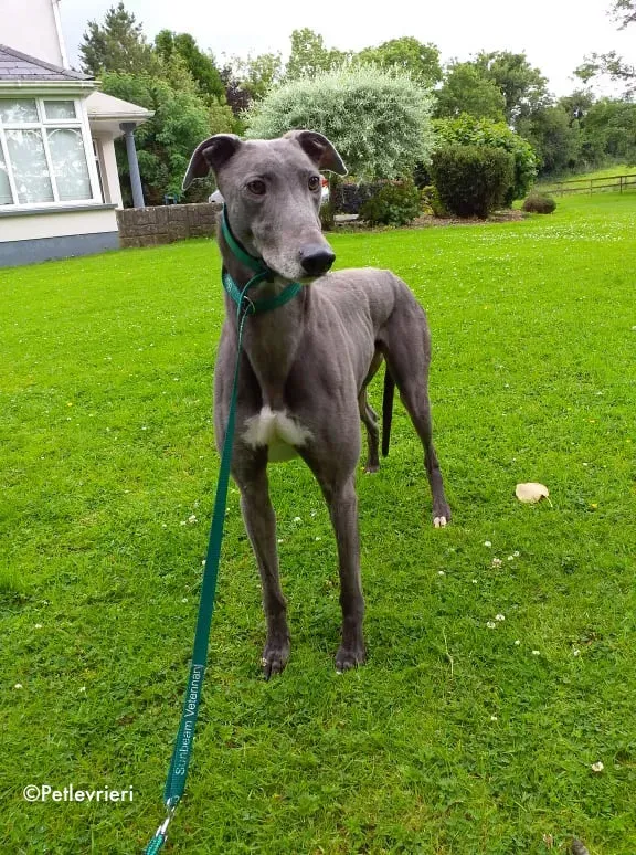 marshal adozione levrieri greyhound 4