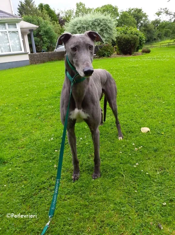 marshal adozione levrieri greyhound 5