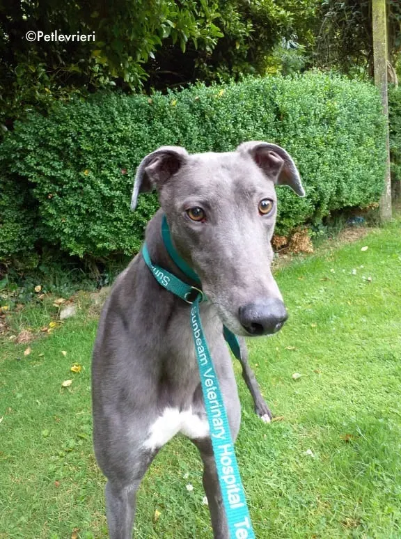 marshal adozione levrieri greyhound 6