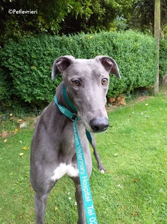 marshal adozione levrieri greyhound 7