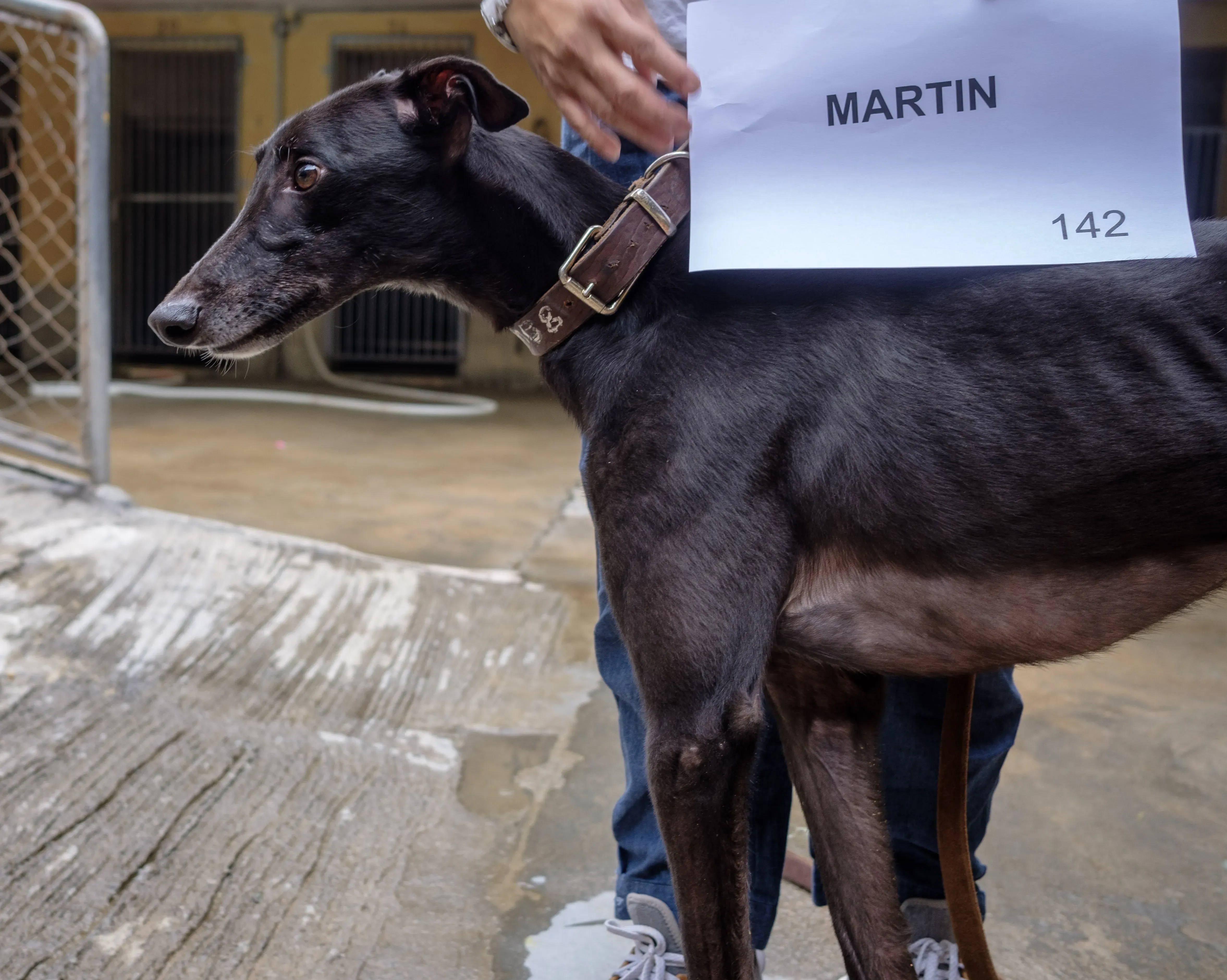martin adozione greyhound macao 1