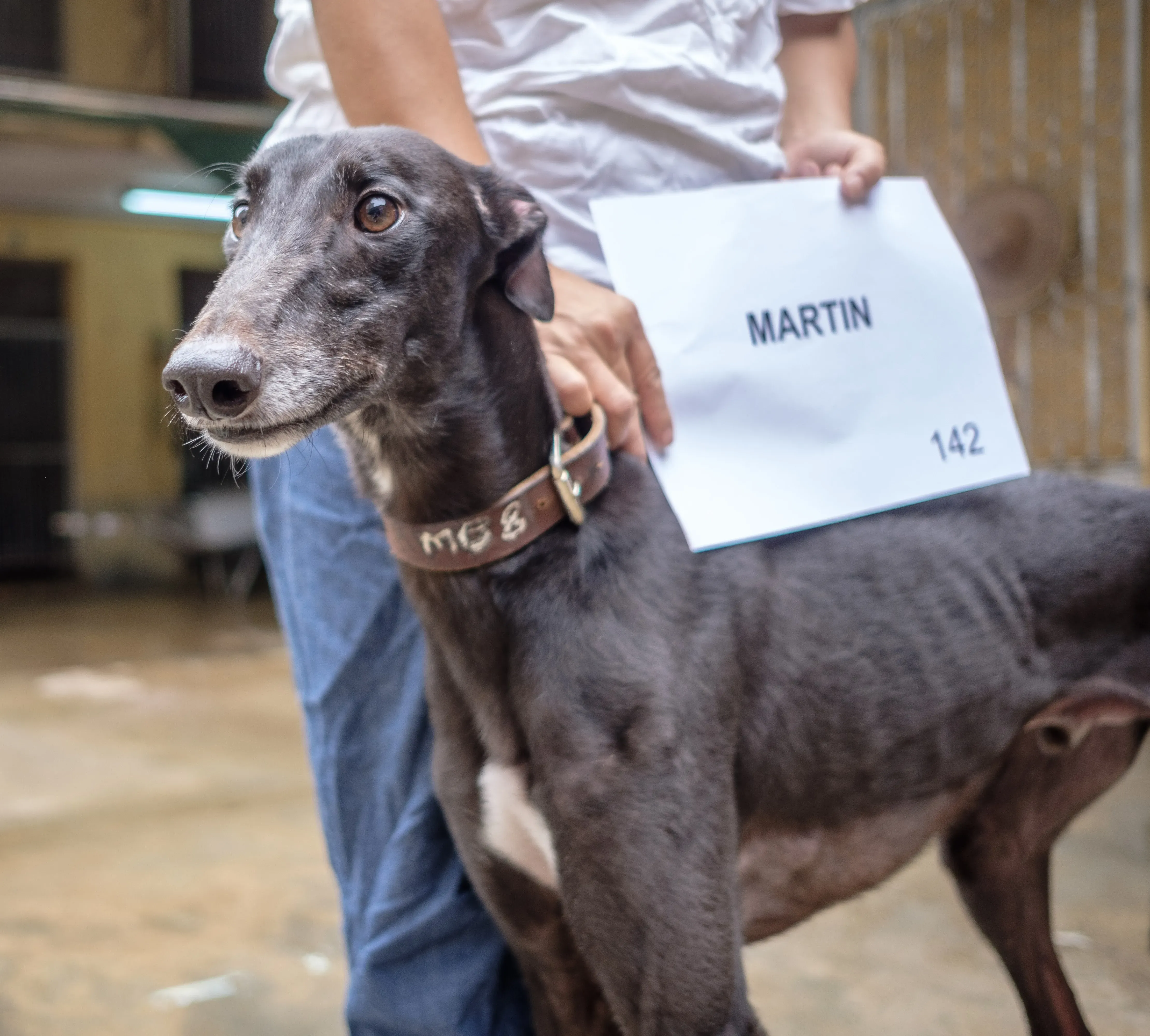 martin adozione greyhound macao 2