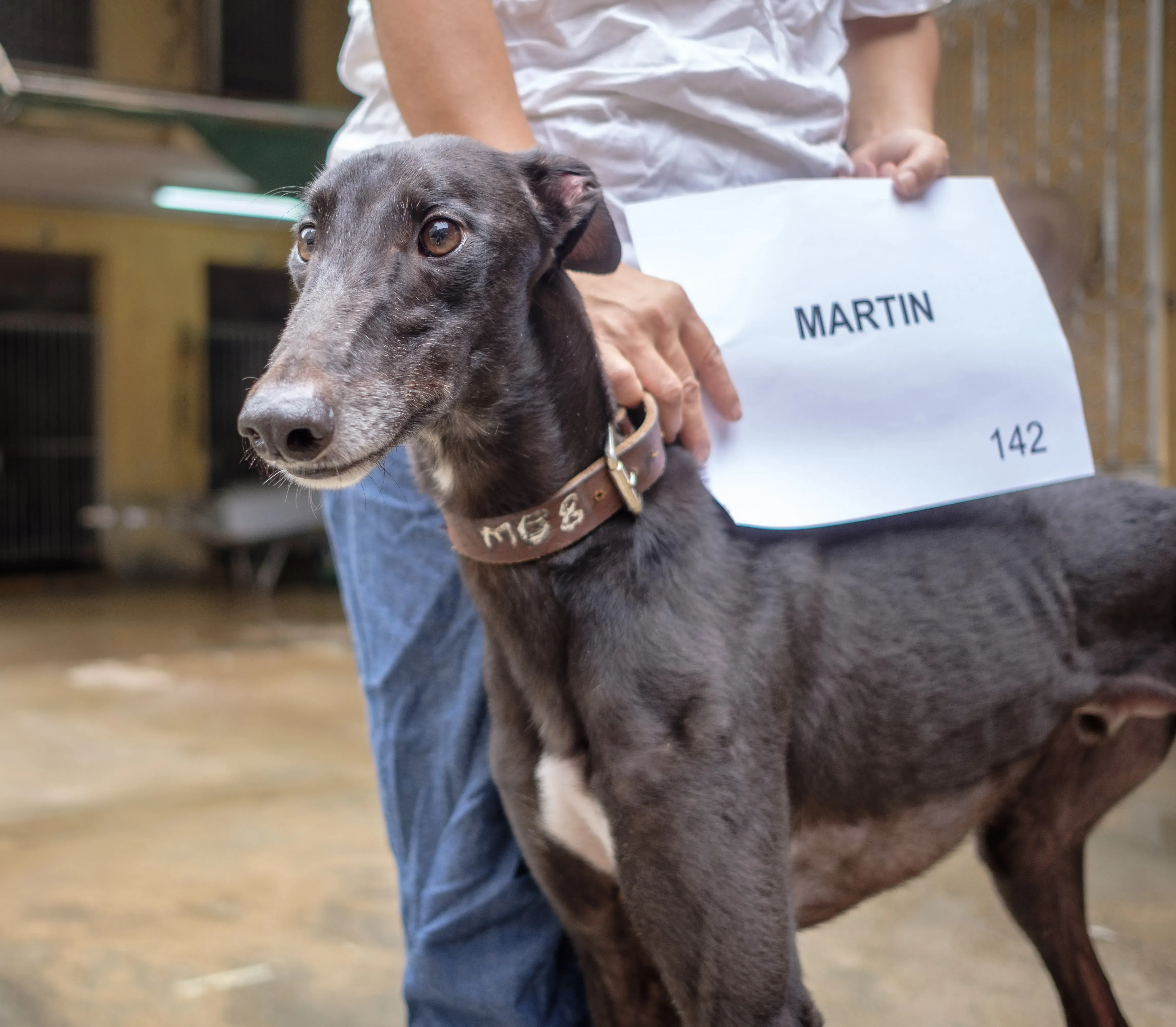 martin adozione greyhound macao 3