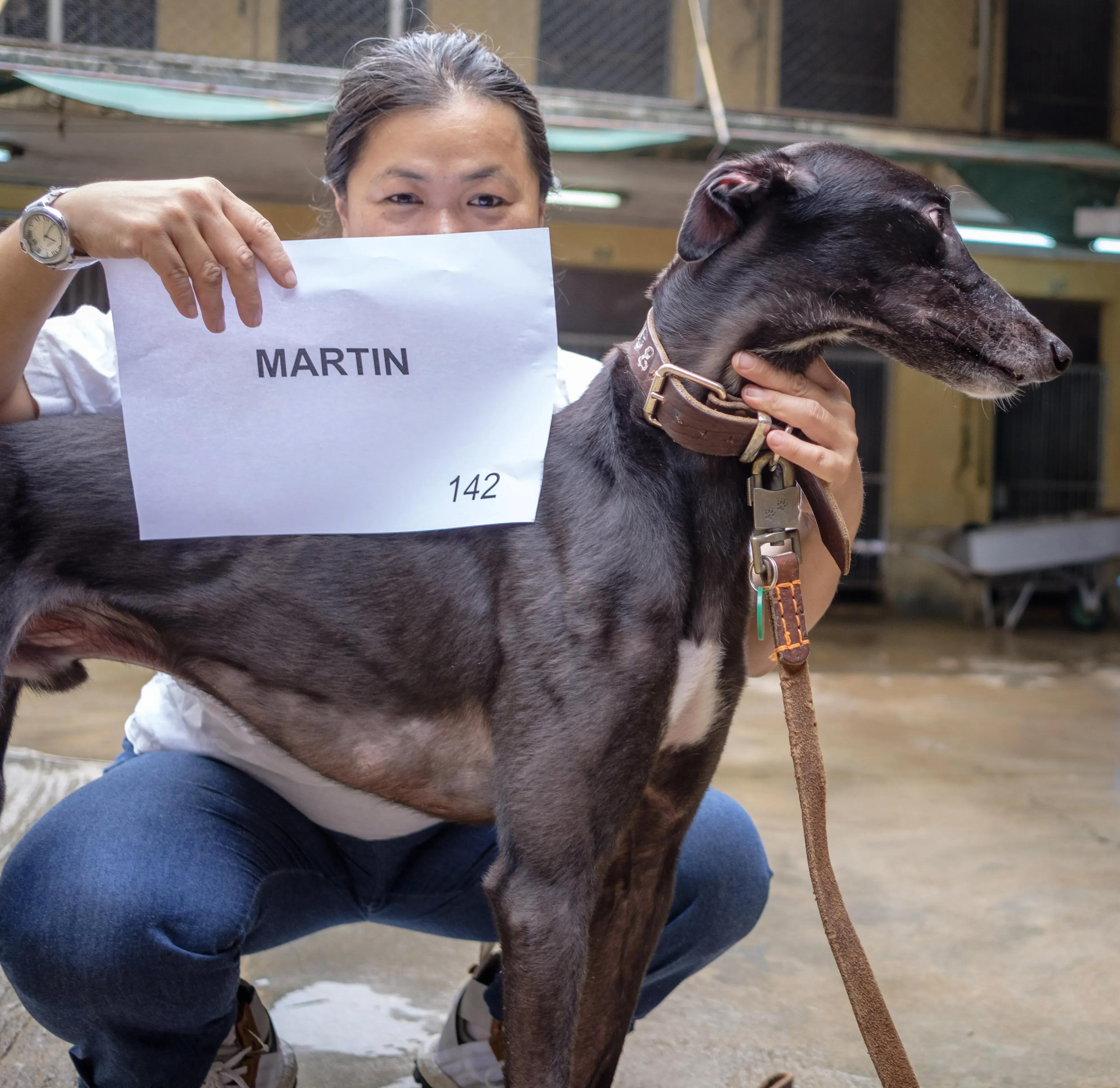 martin adozione greyhound macao 4