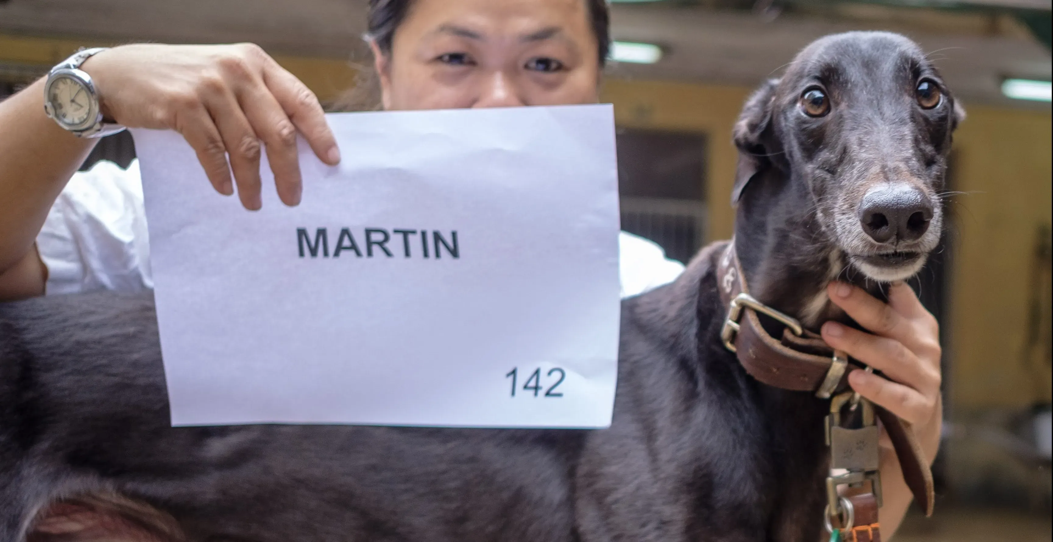 martin adozione greyhound macao 5 e1543787098179