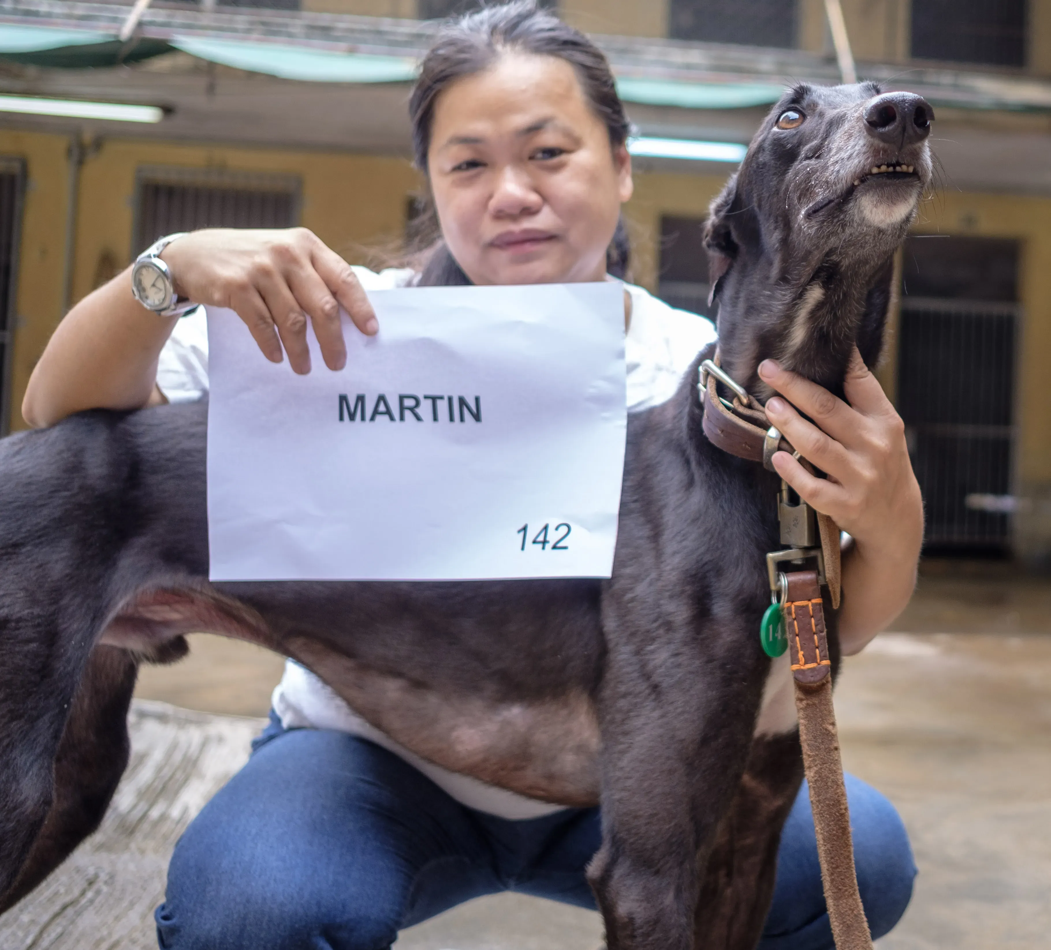 martin adozione greyhound macao 6