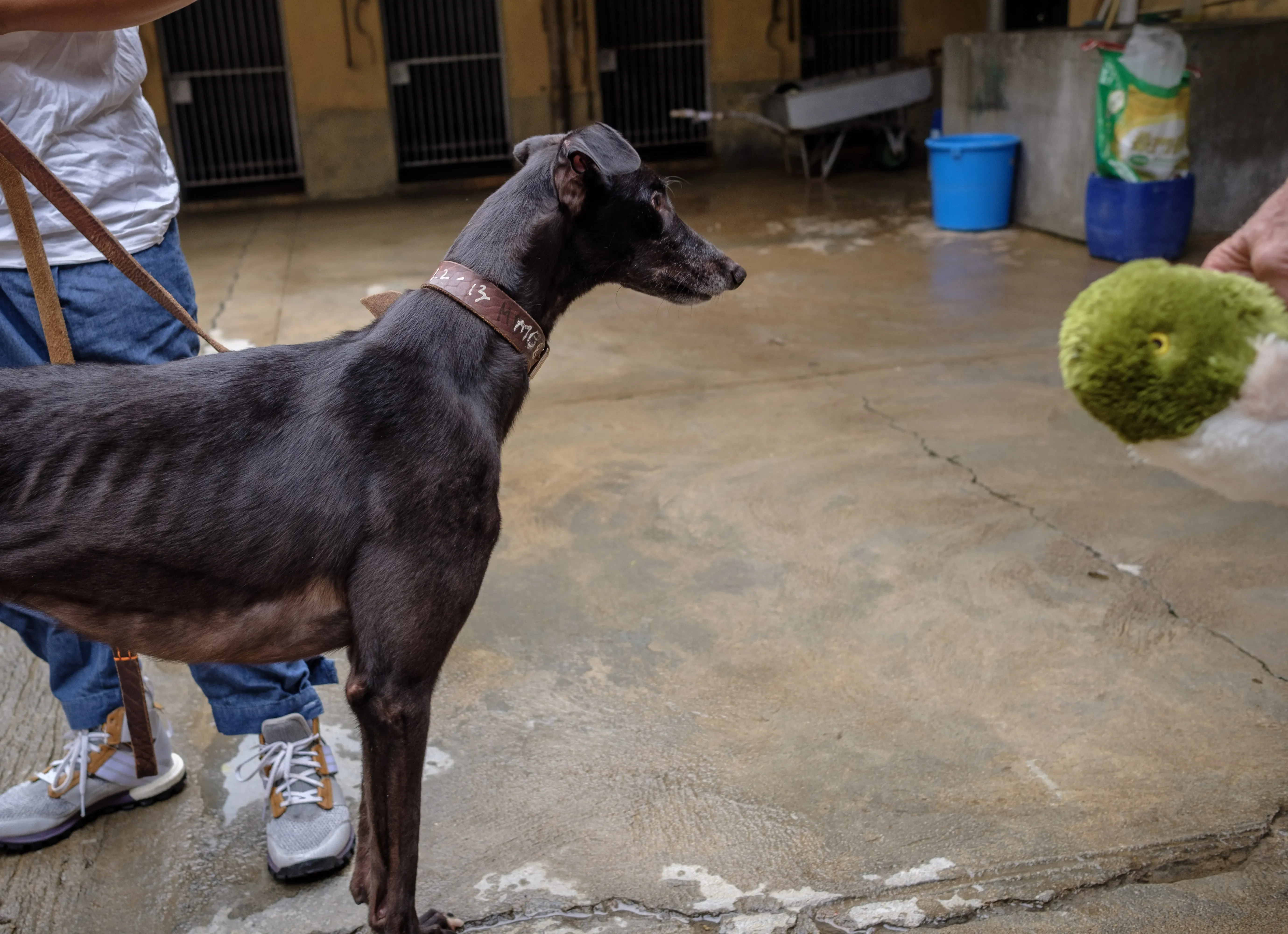 martin adozione greyhound macao 7