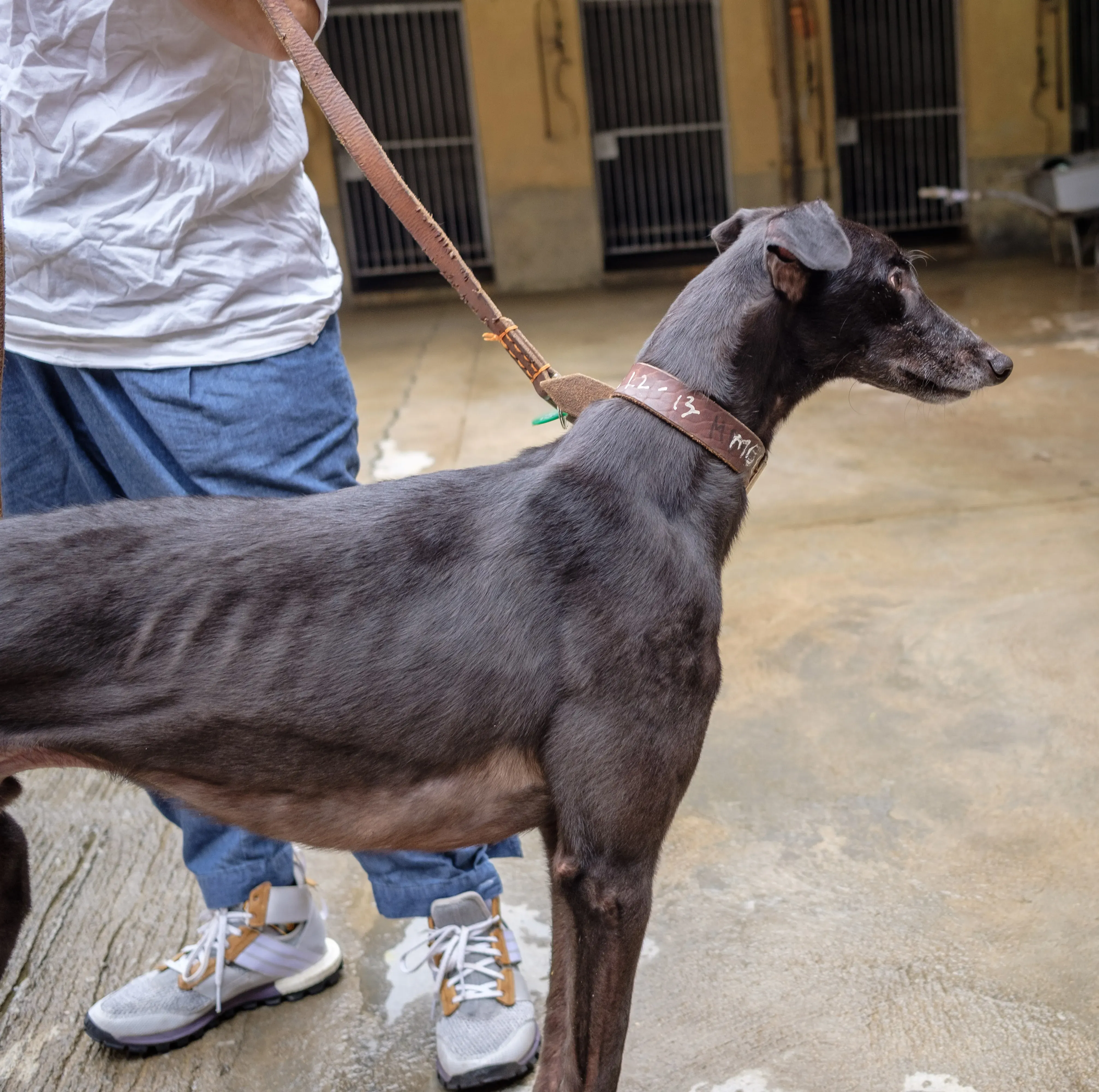 martin adozione greyhound macao 8