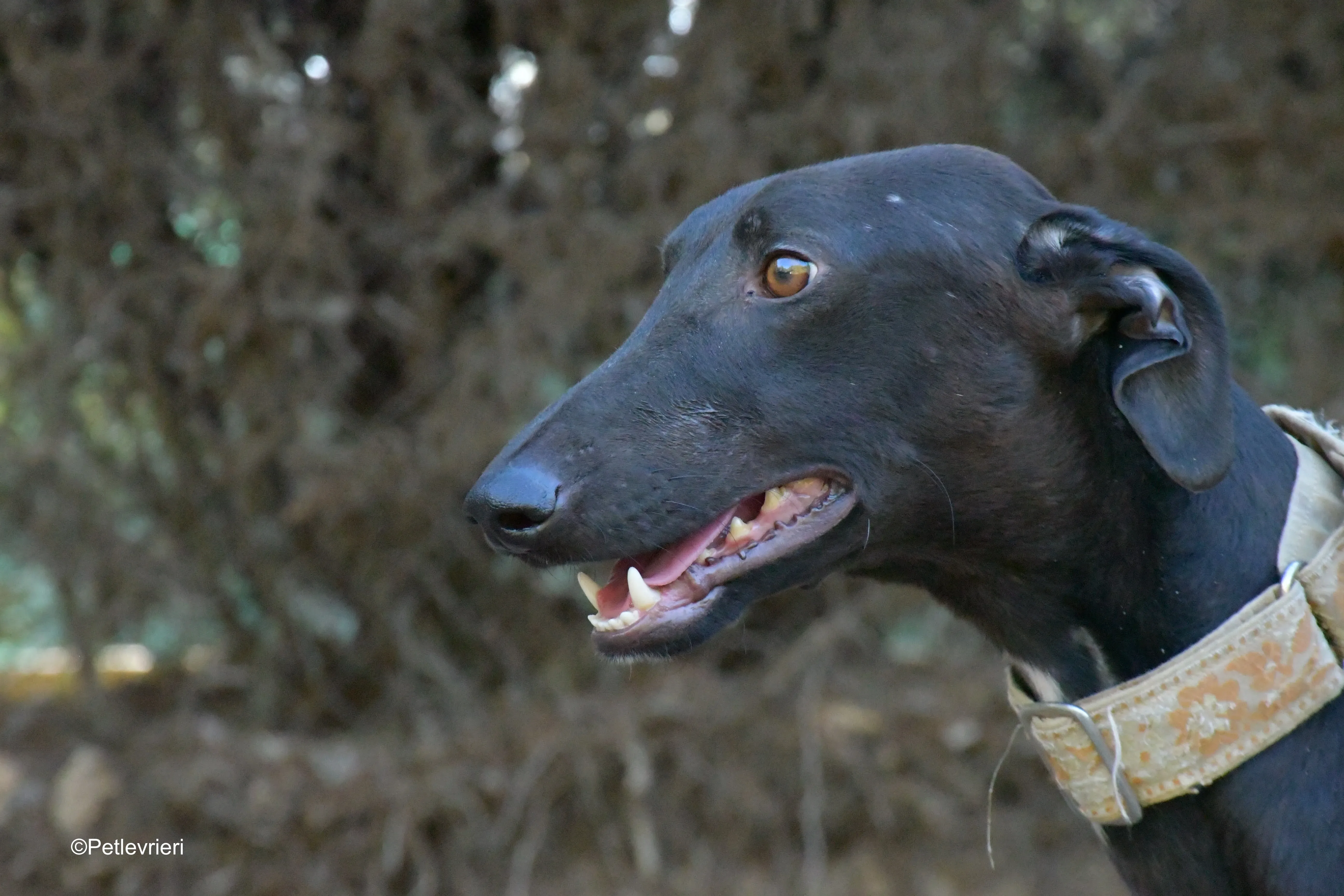 martin adozione levrieri galgo 1