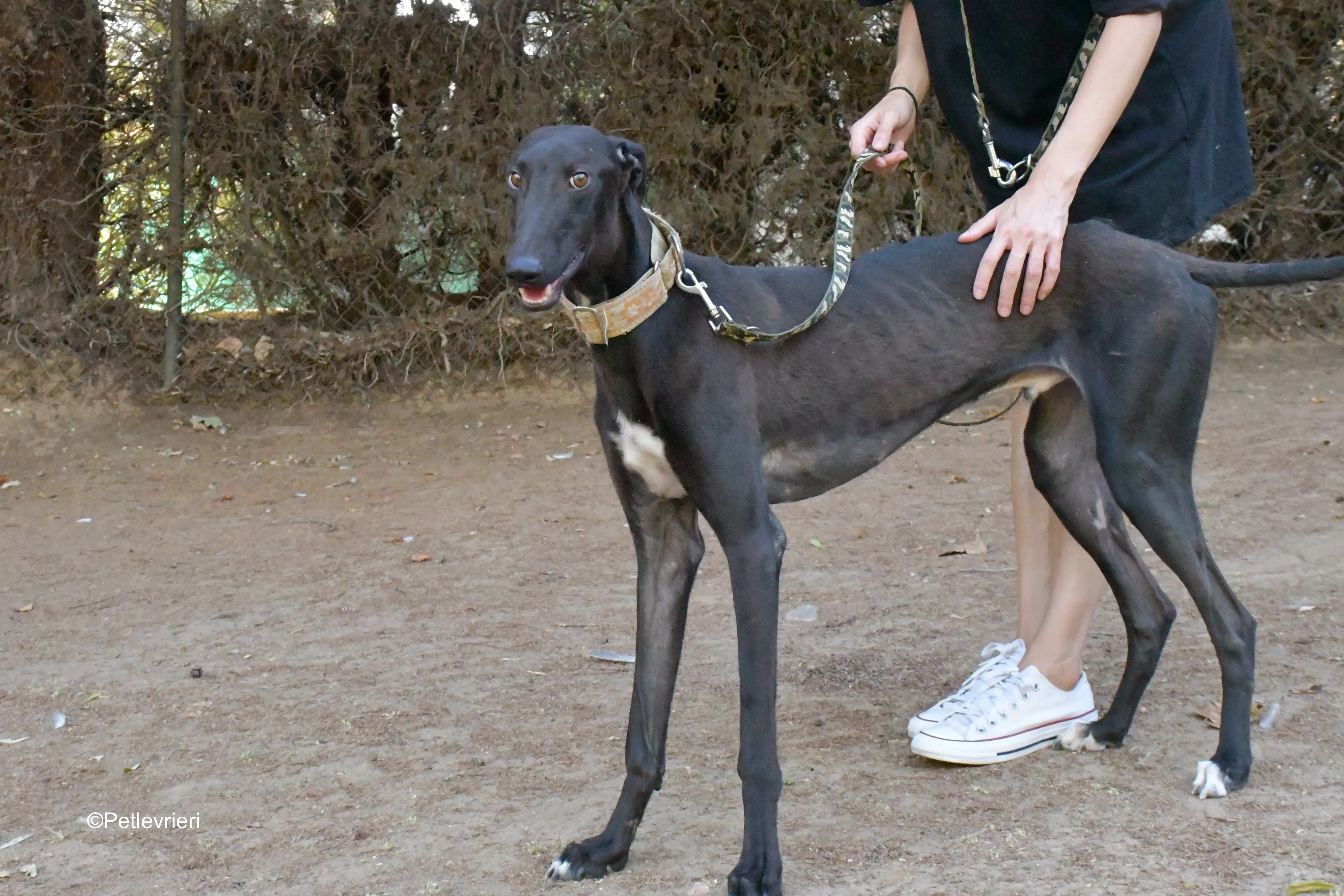 martin adozione levrieri galgo 2