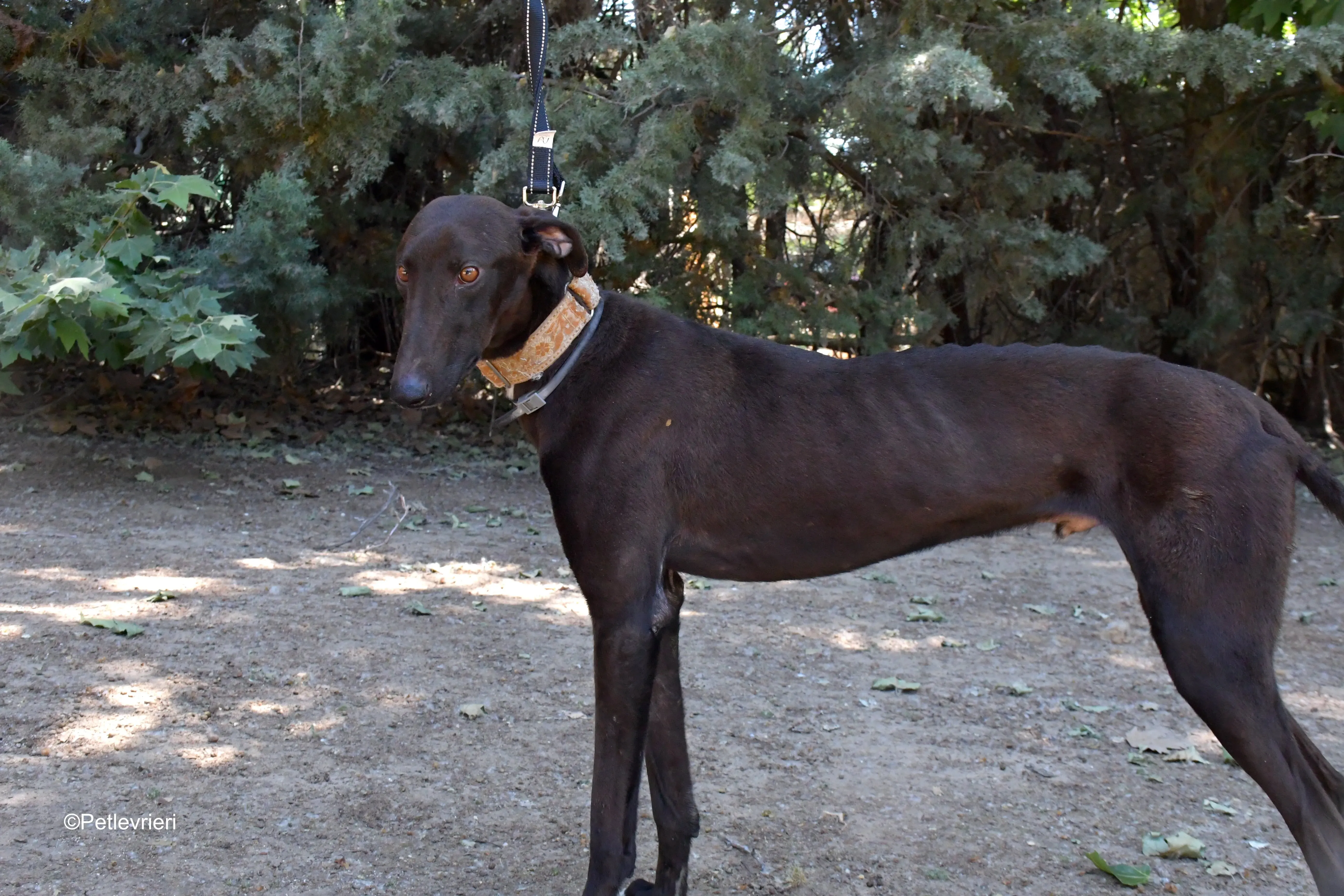 martin adozione levrieri galgo 3