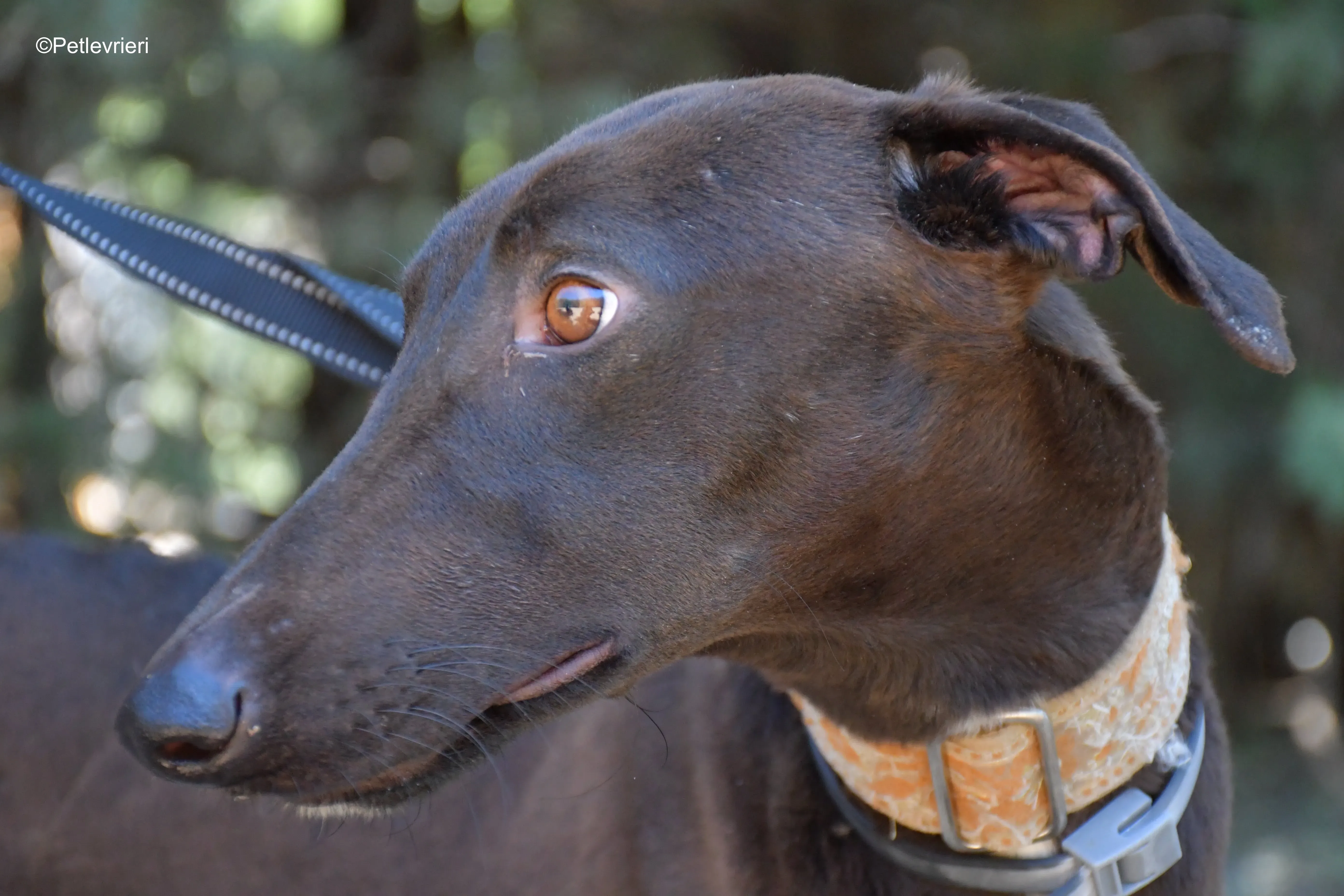 martin adozione levrieri galgo 4