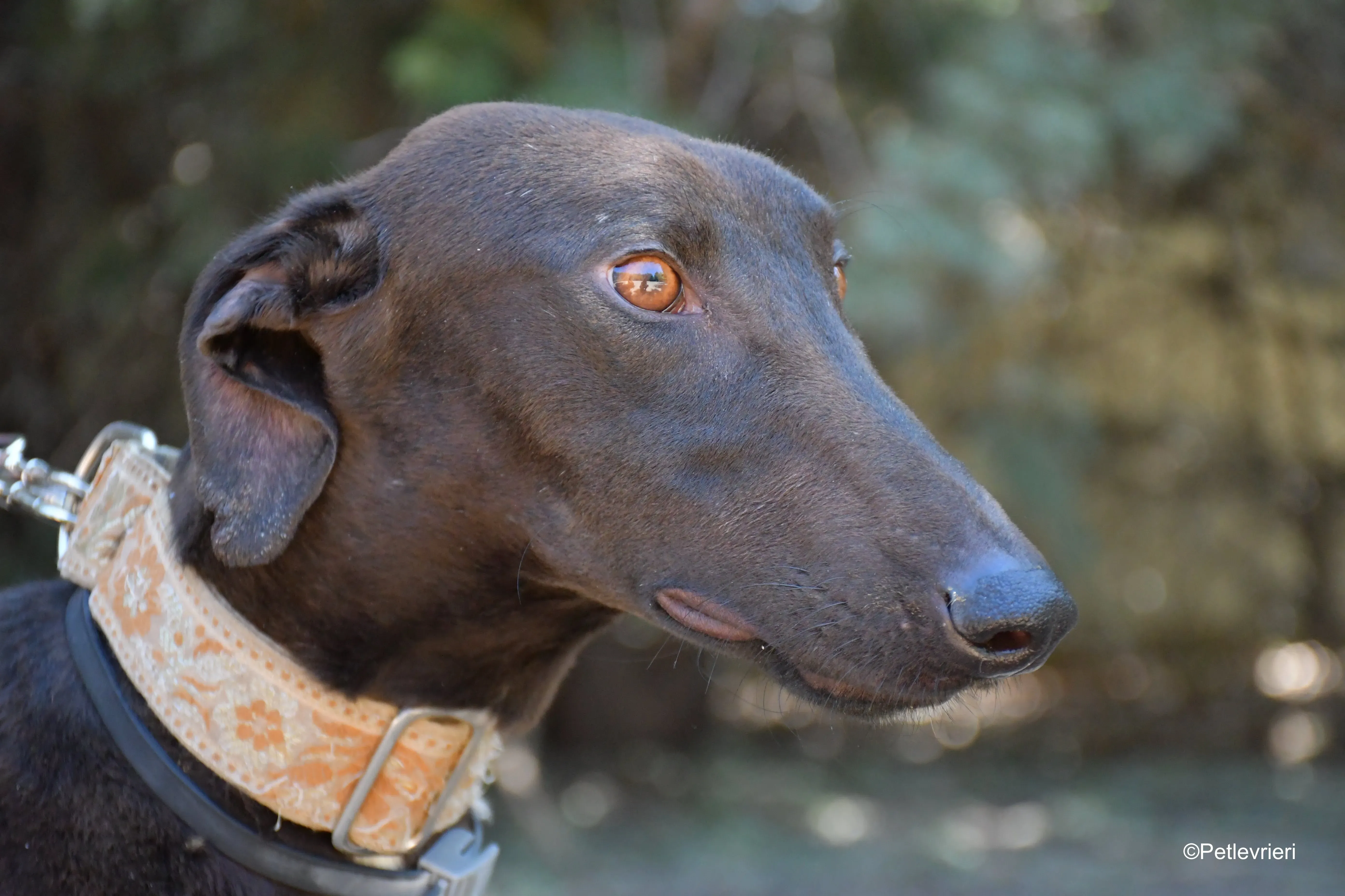 martin adozione levrieri galgo 5