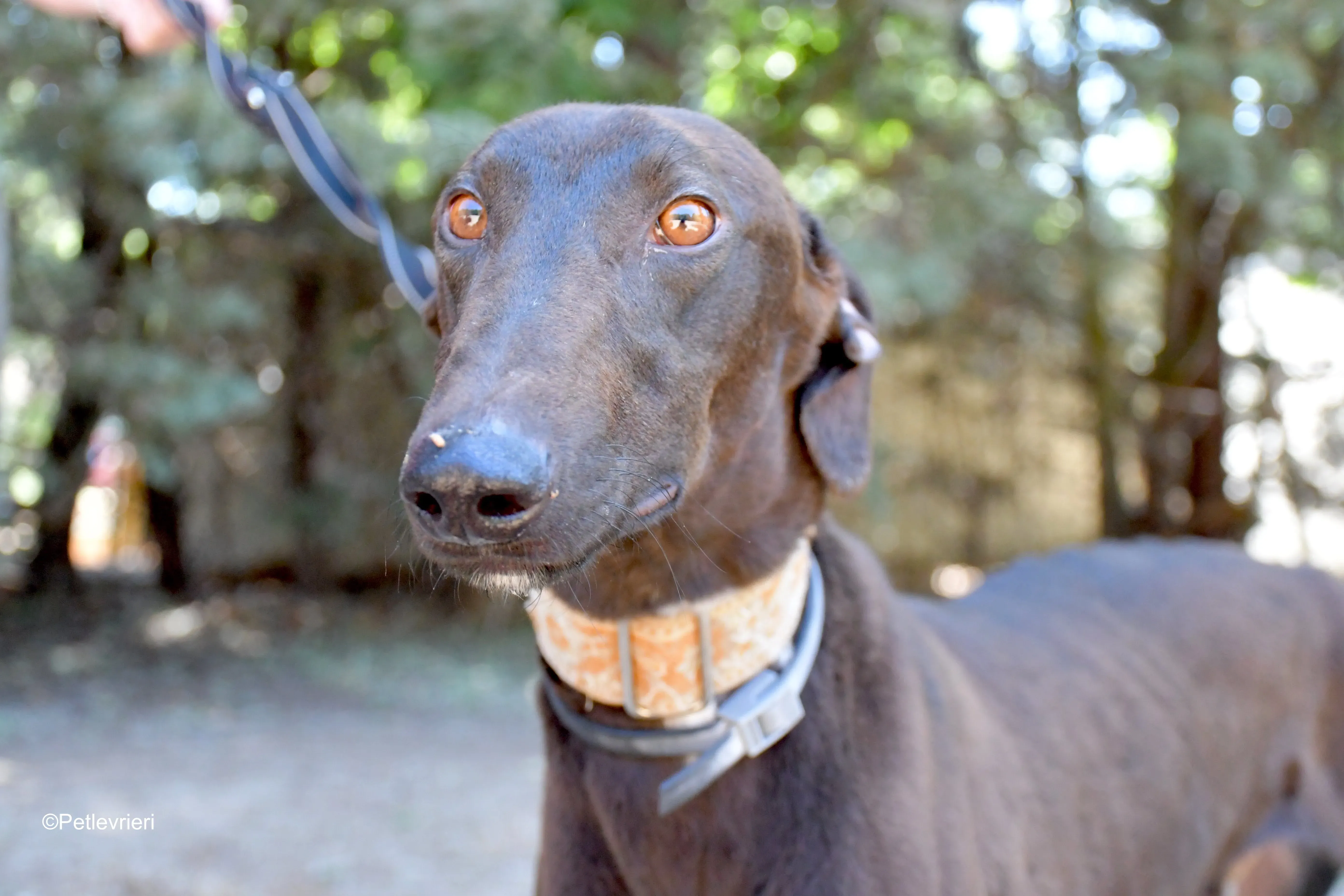 martin adozione levrieri galgo 6