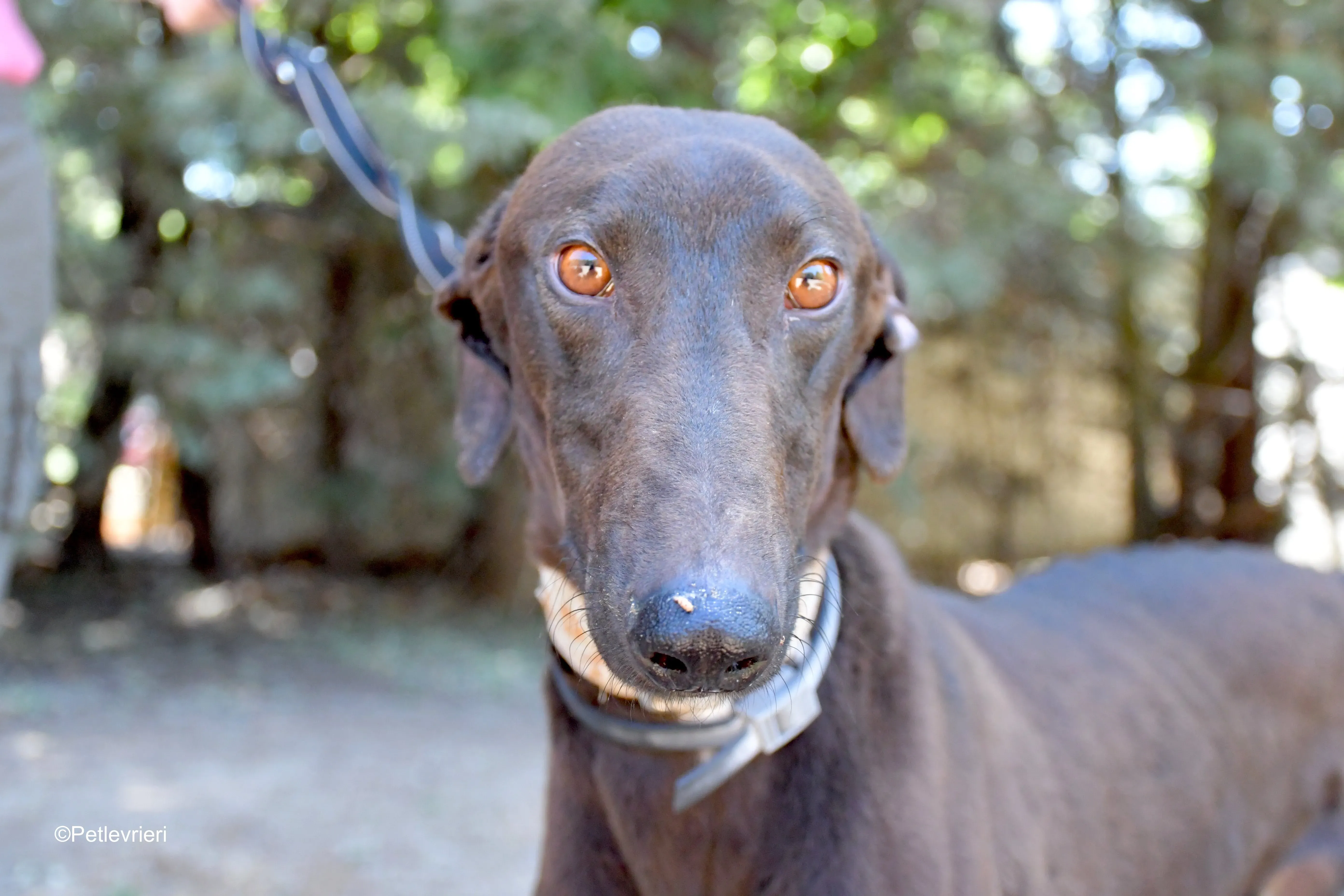 martin adozione levrieri galgo 7