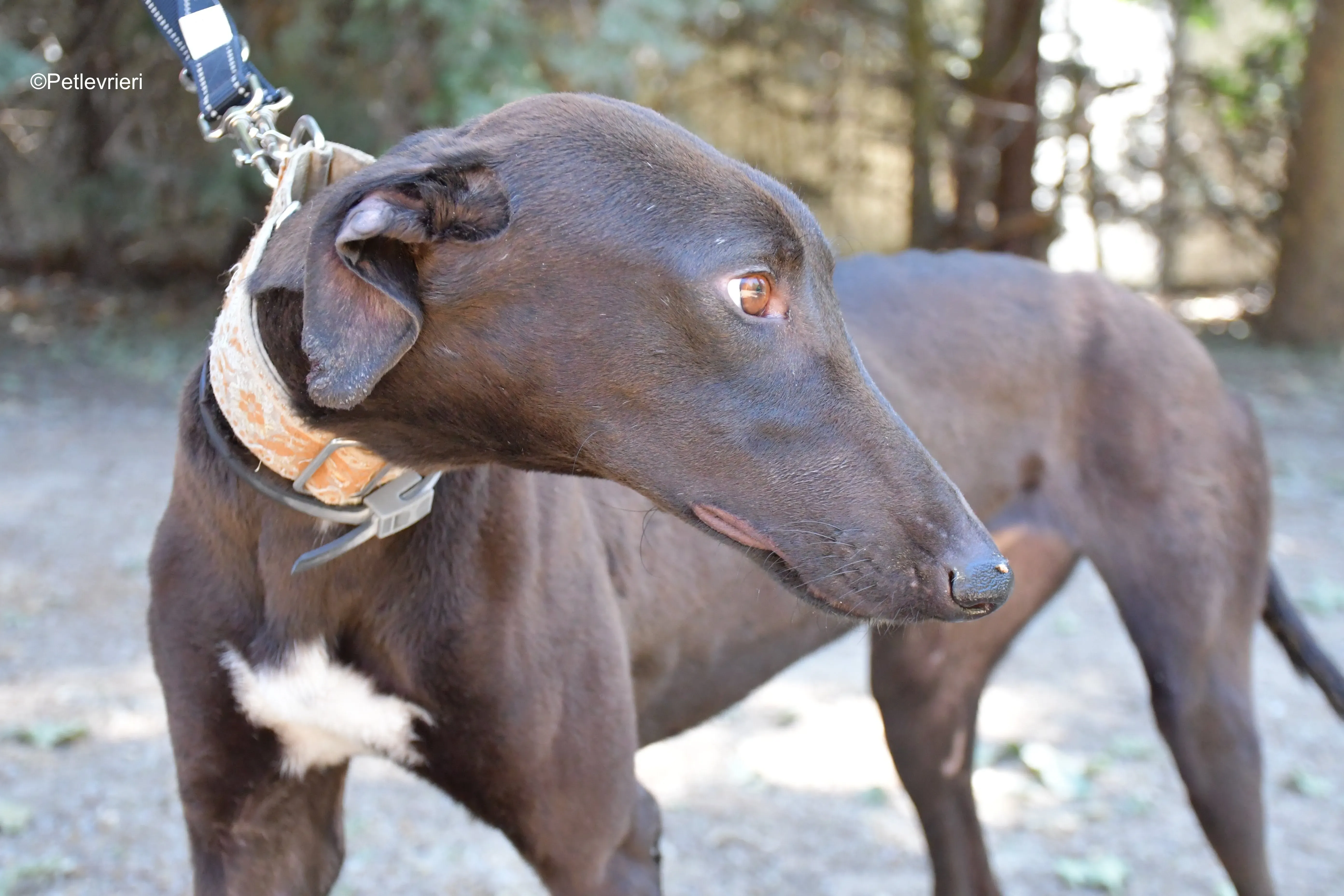 martin adozione levrieri galgo 8