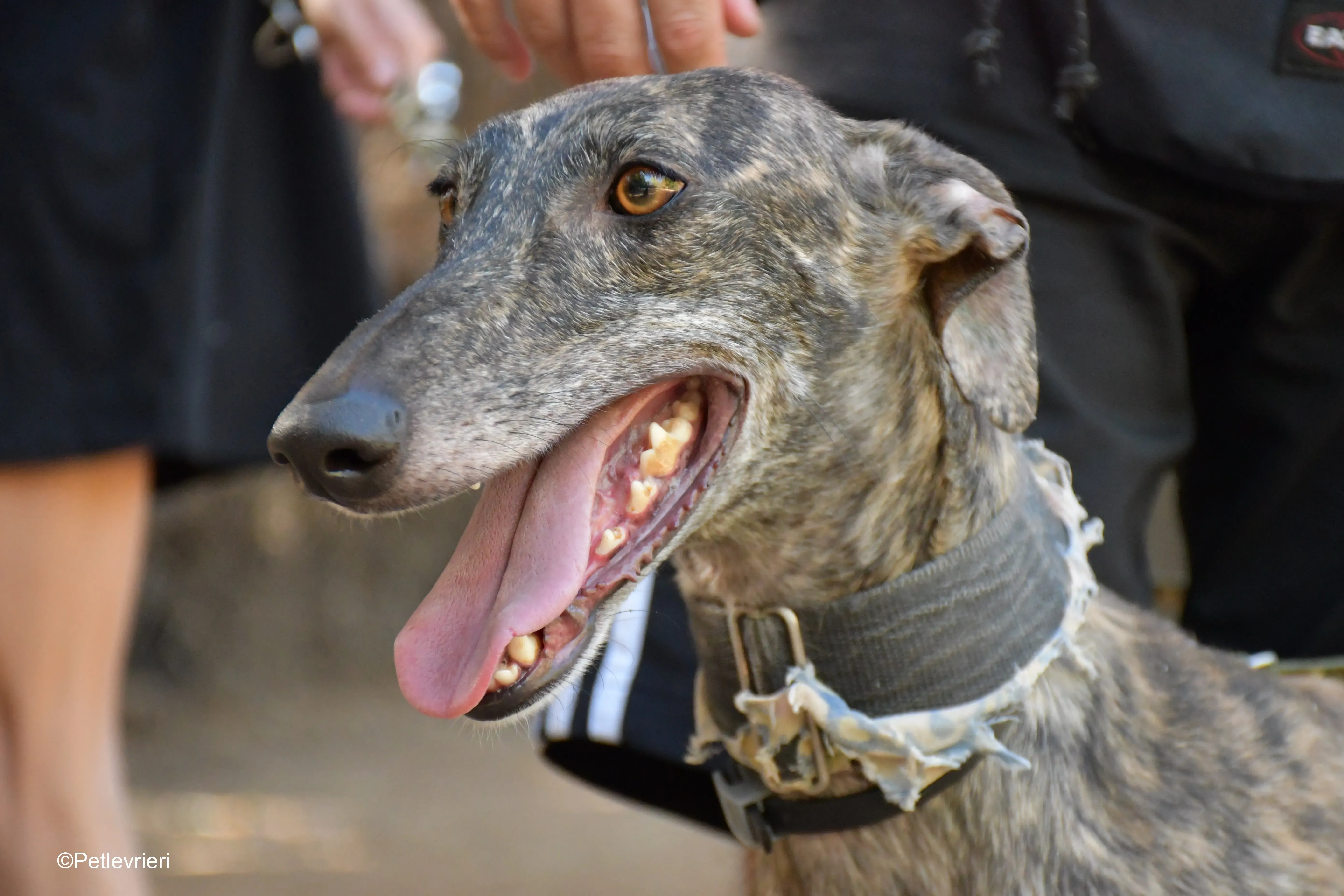 martina adozione levrieri galgo 1