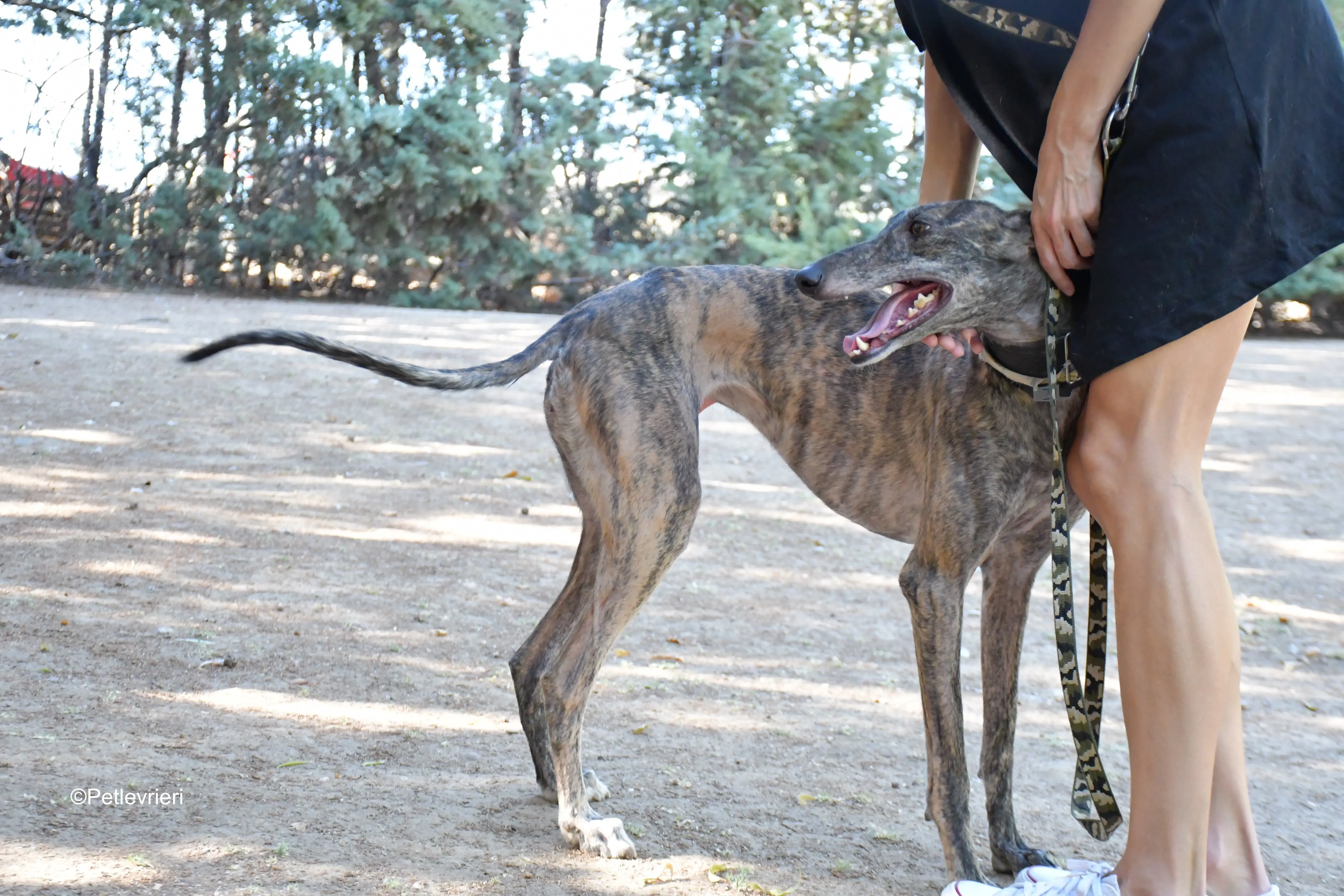 martina adozione levrieri galgo 2