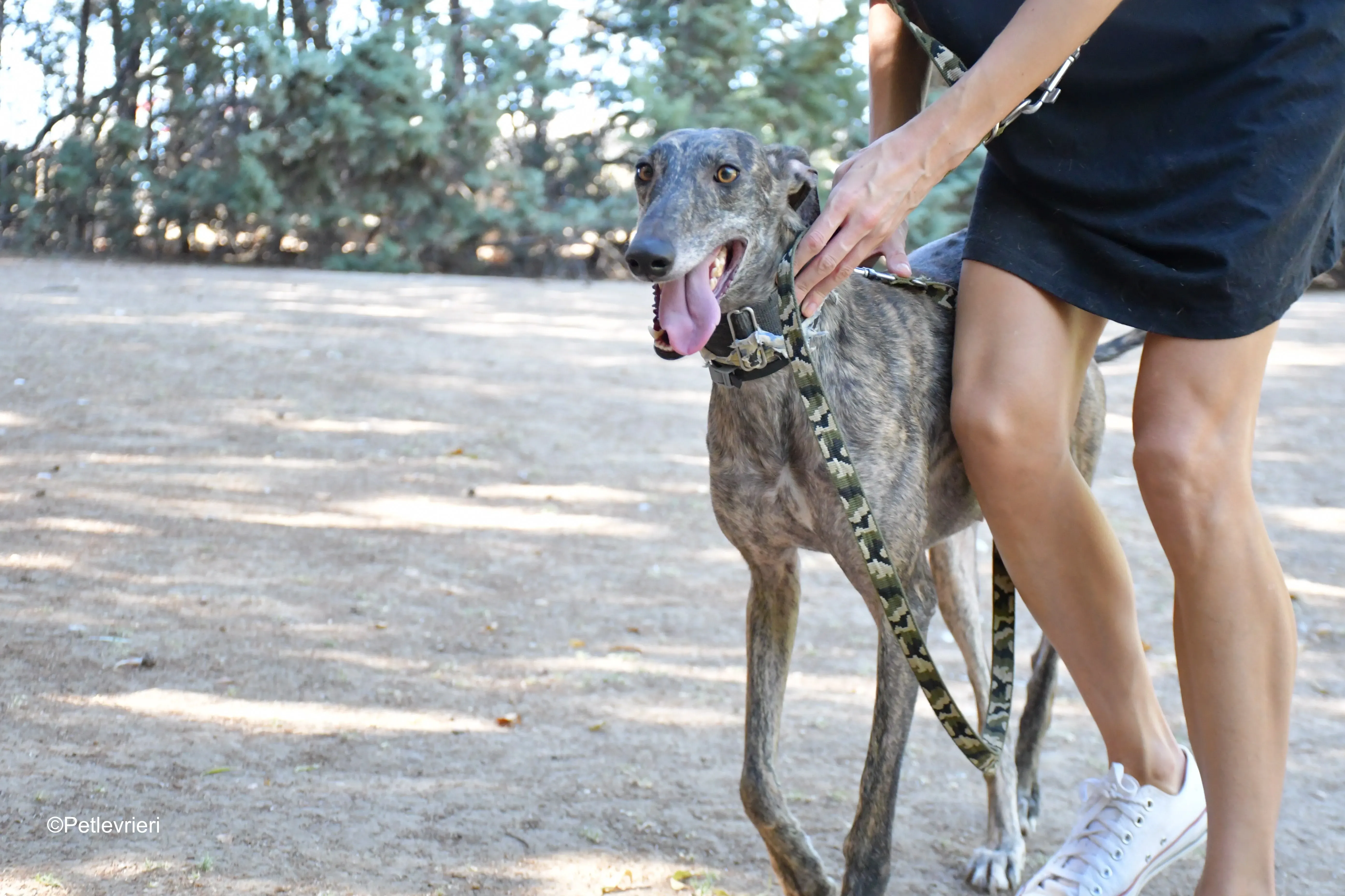 martina adozione levrieri galgo 3