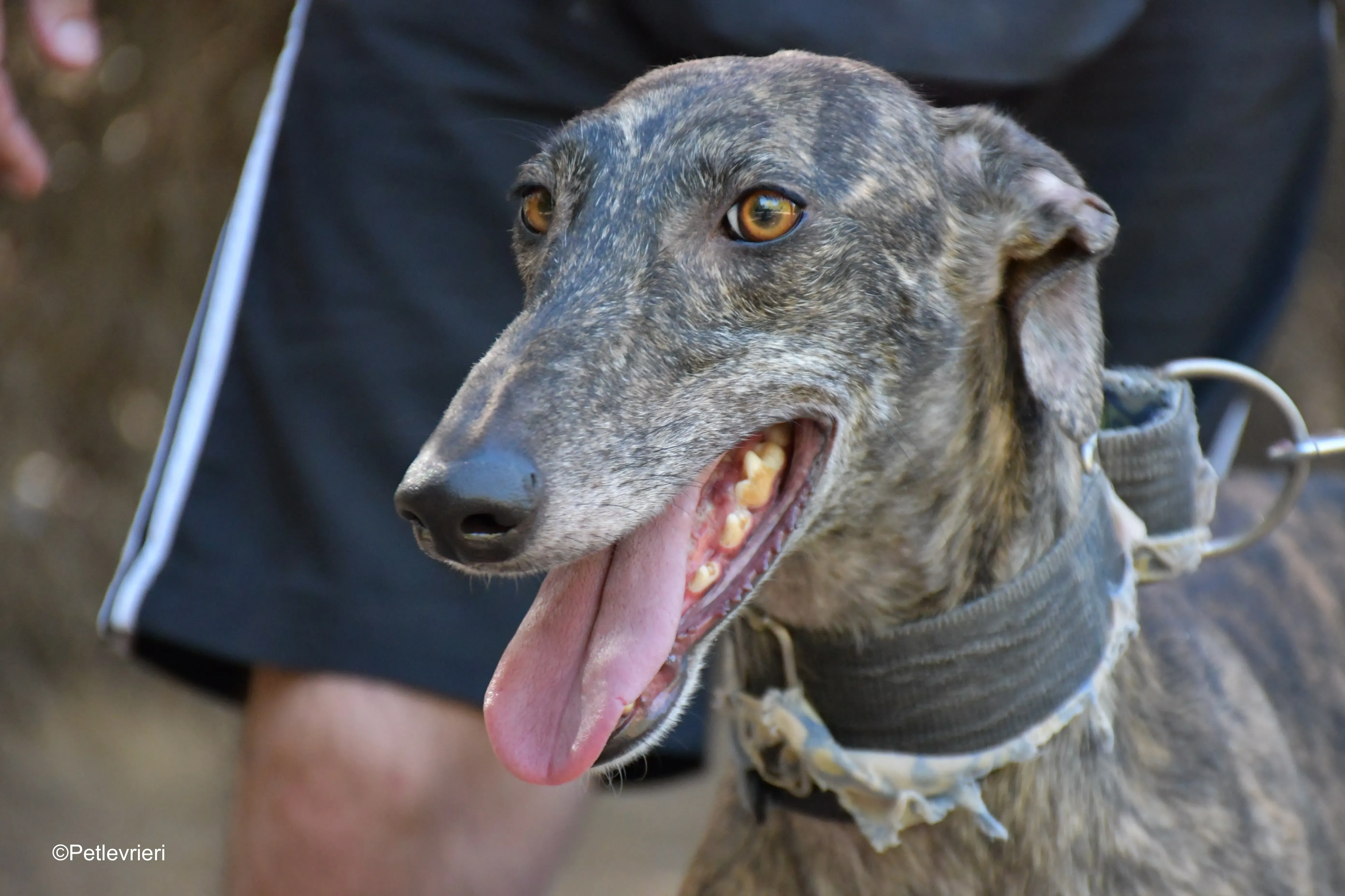 martina adozione levrieri galgo 4