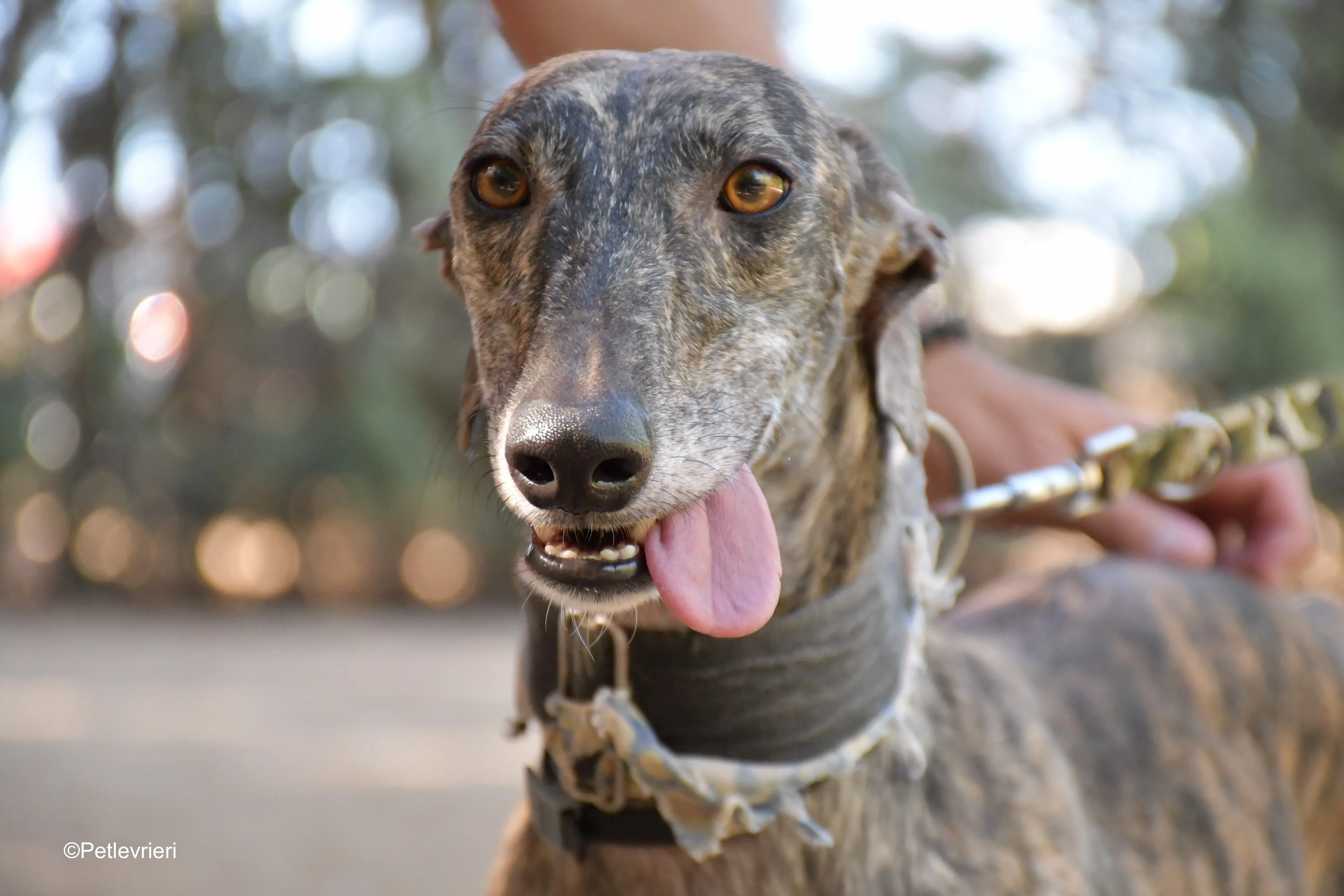 martina adozione levrieri galgo 5